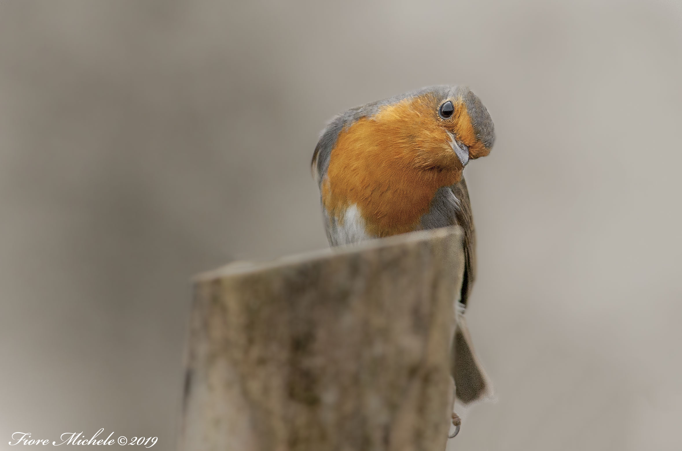 Mi sa che qualcuno mi spia!