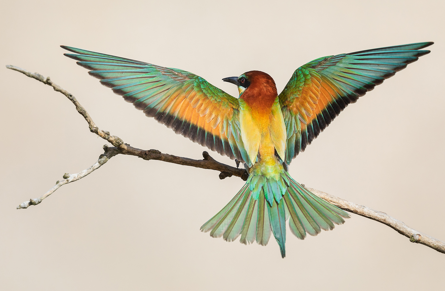 Bee Eater