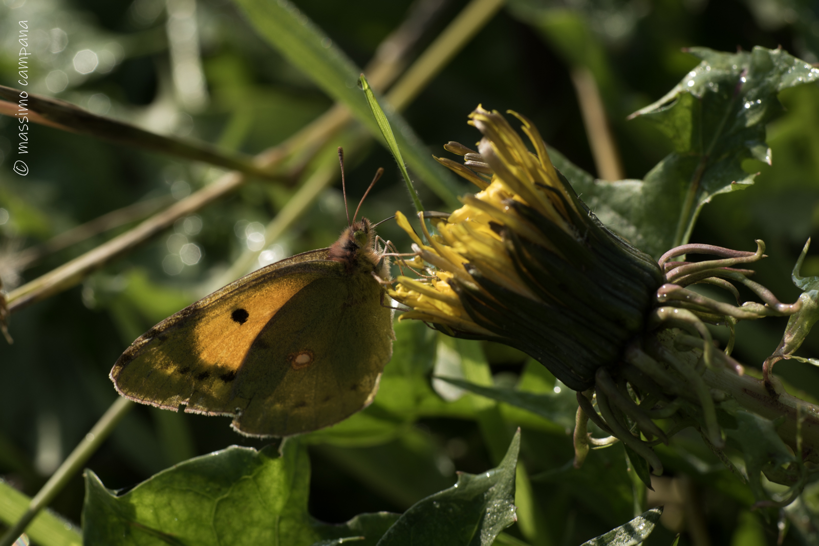 last providential opportunity