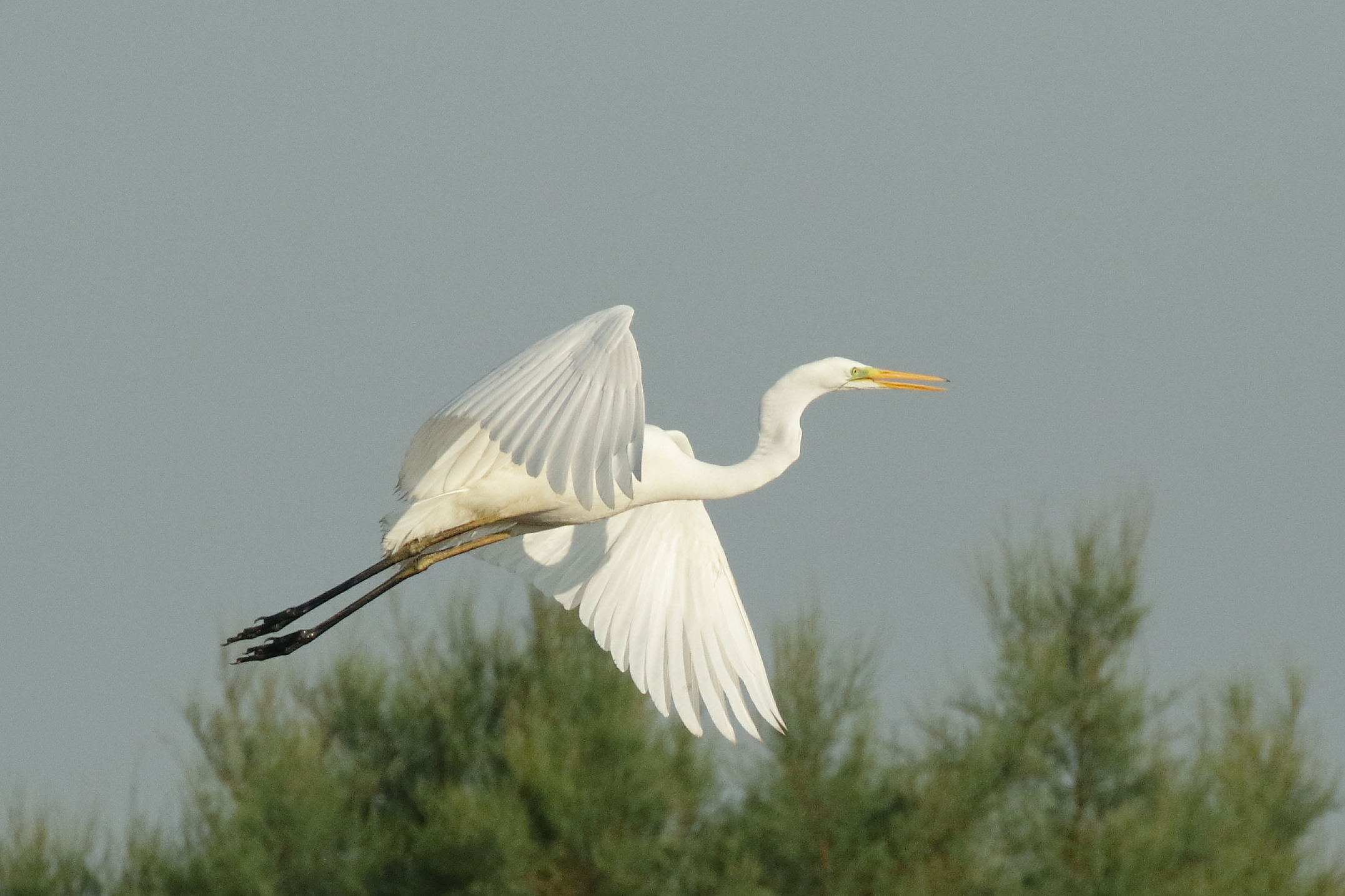 White heron