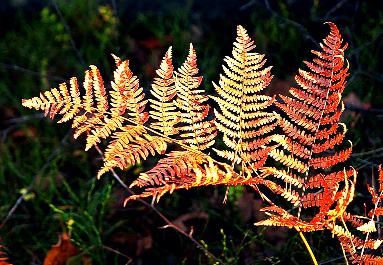 Nella foresta autunnale 1