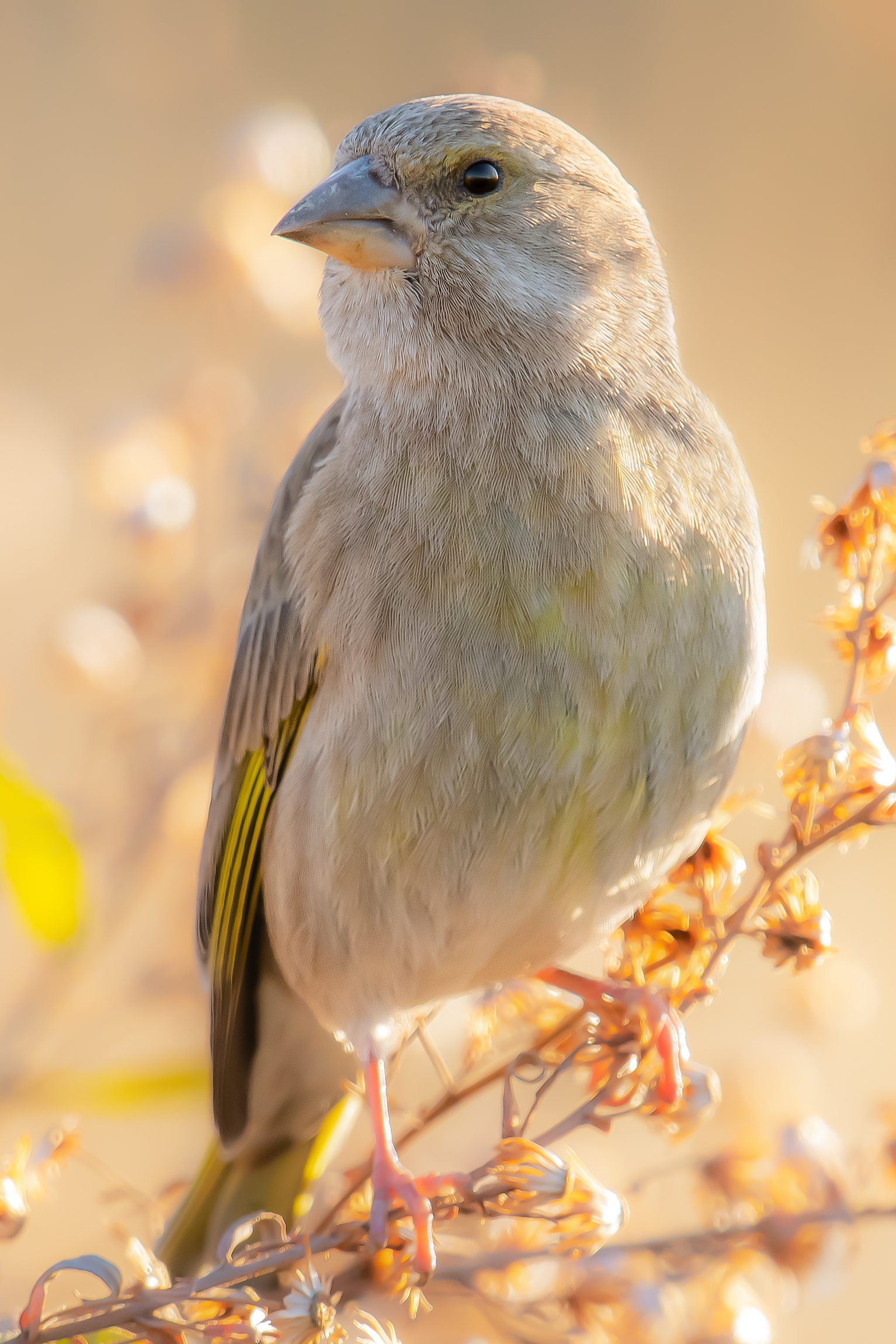 verdone vs controluce