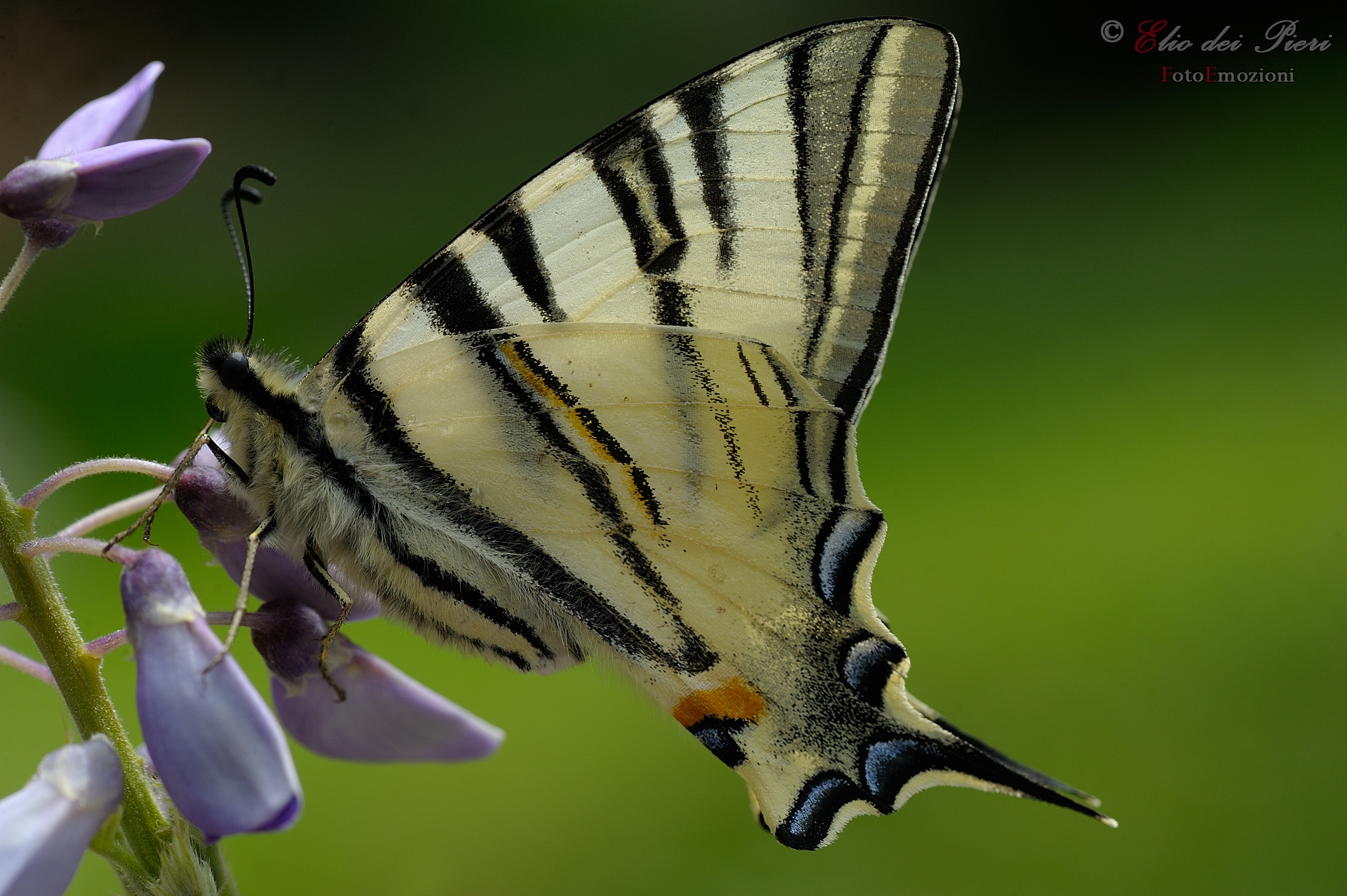 Iphiclides podalirius