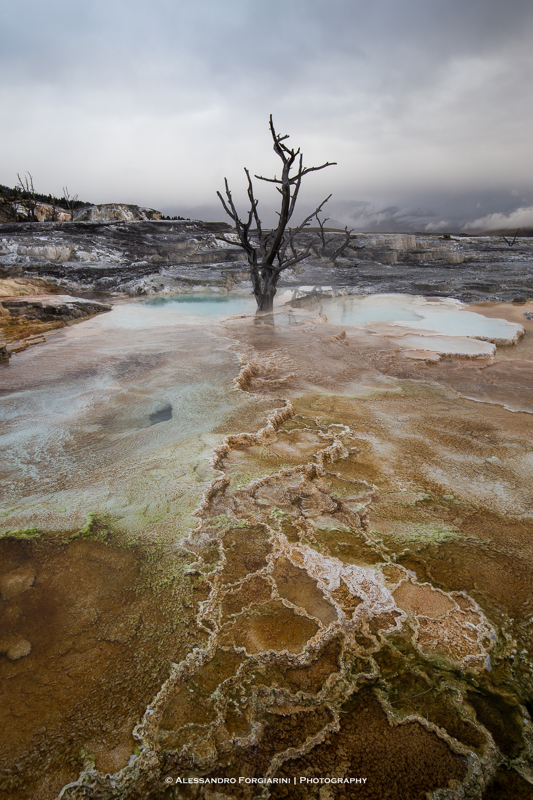 Mammoth Hot Springs