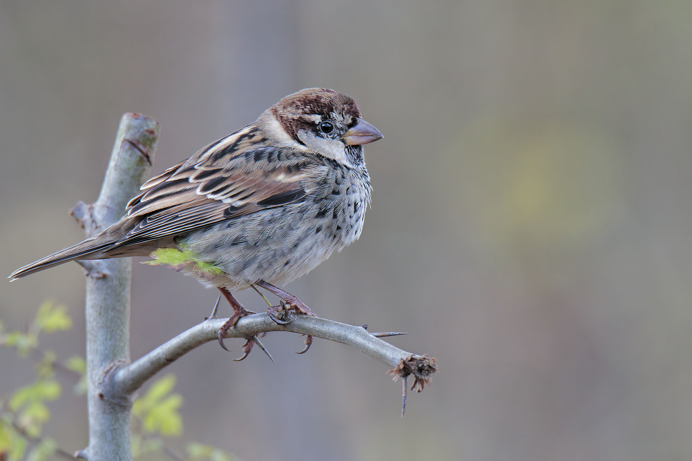 Passera Sarda (Passer hispaniolensis)