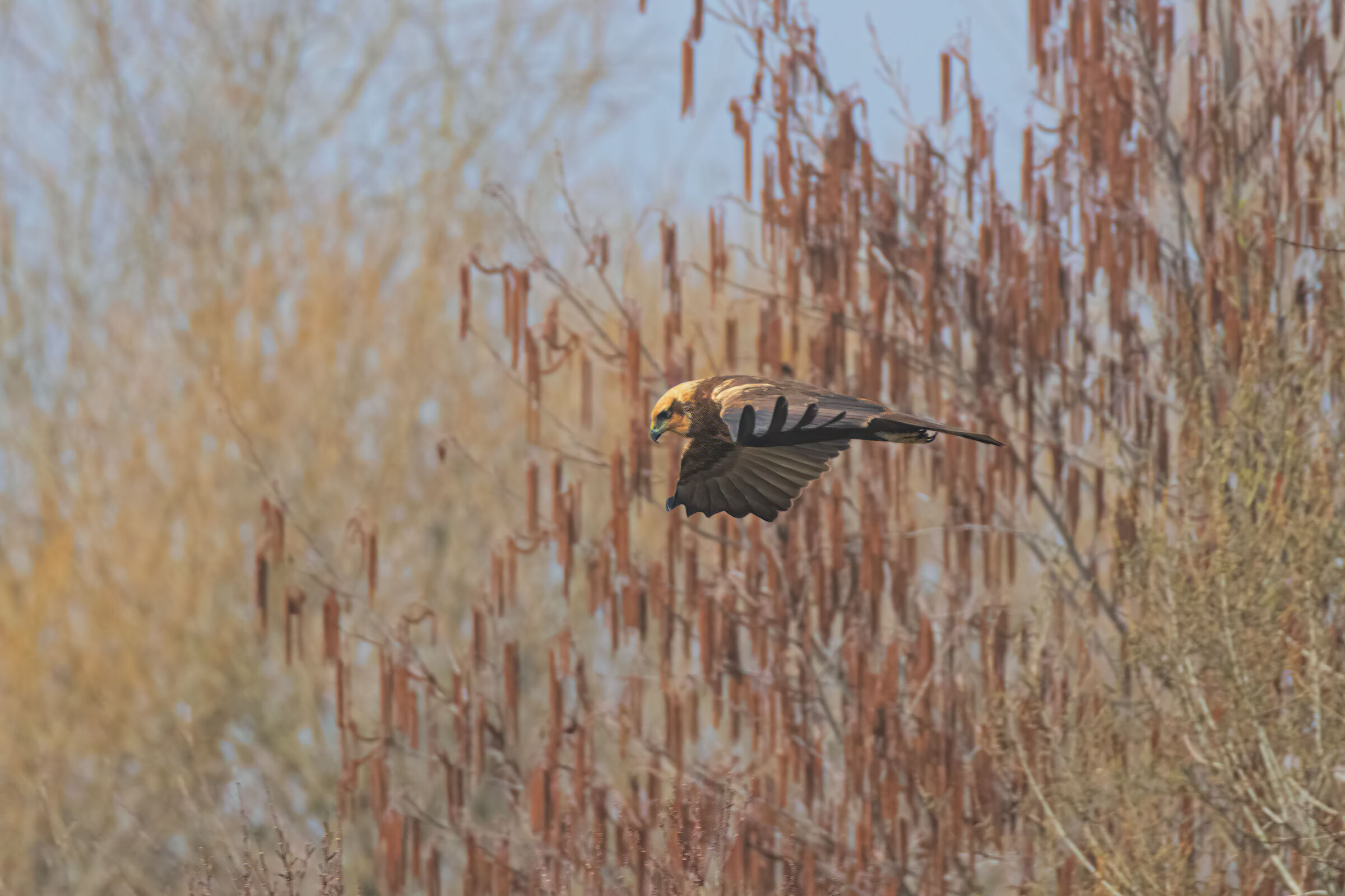 The Swamp Hawk Arrives