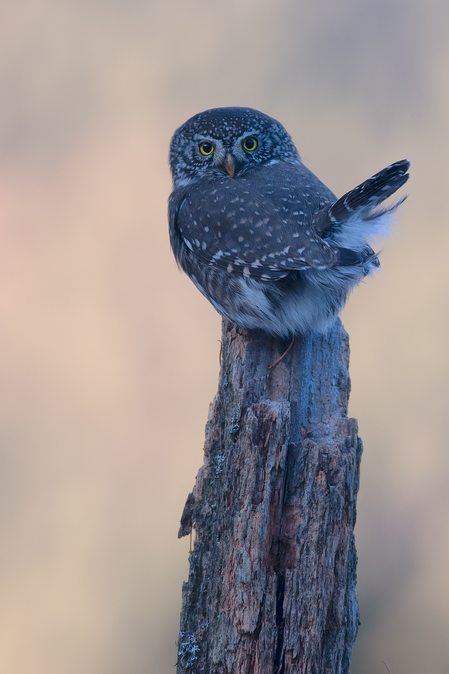 Dwarf Owl