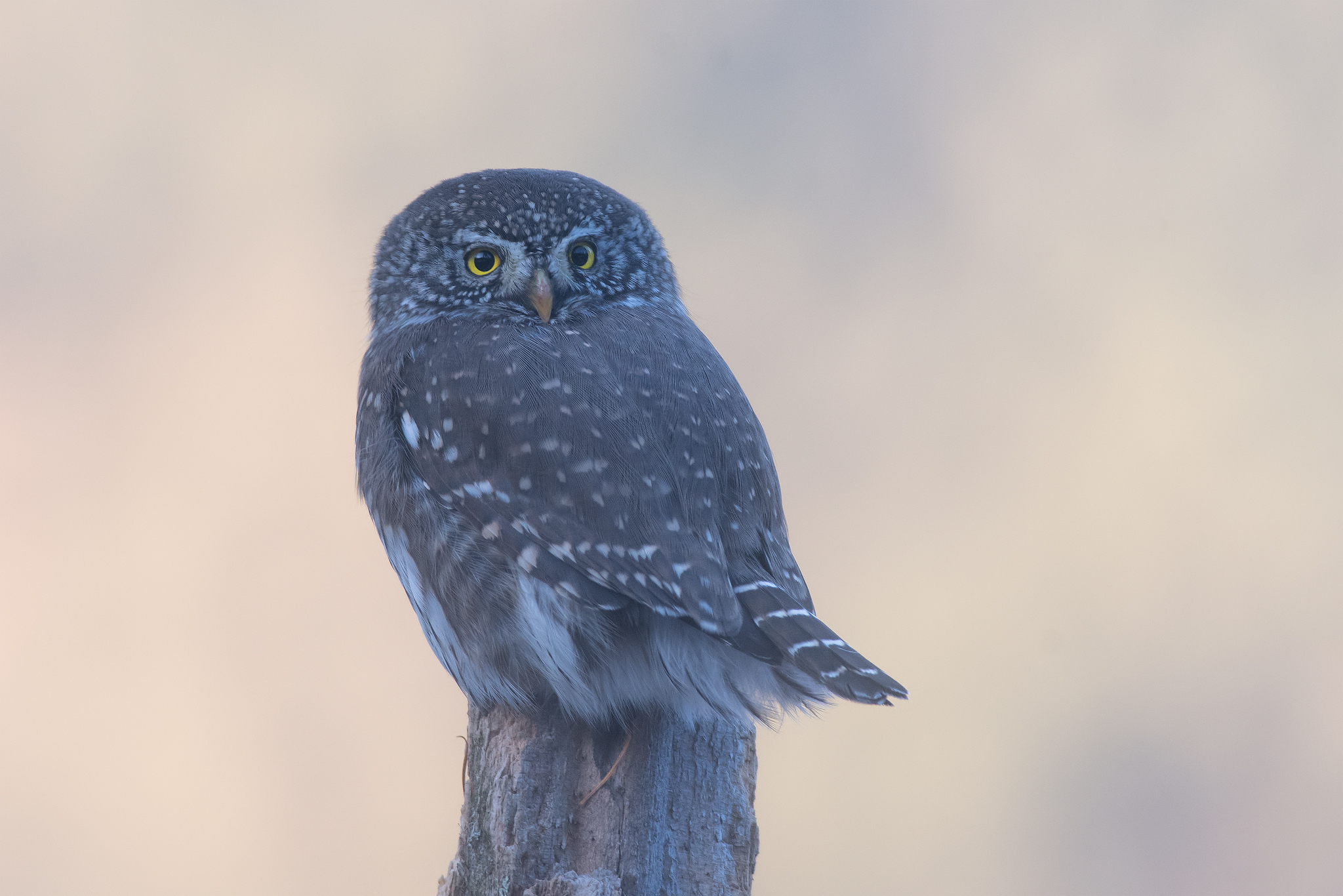 Dwarf Owl