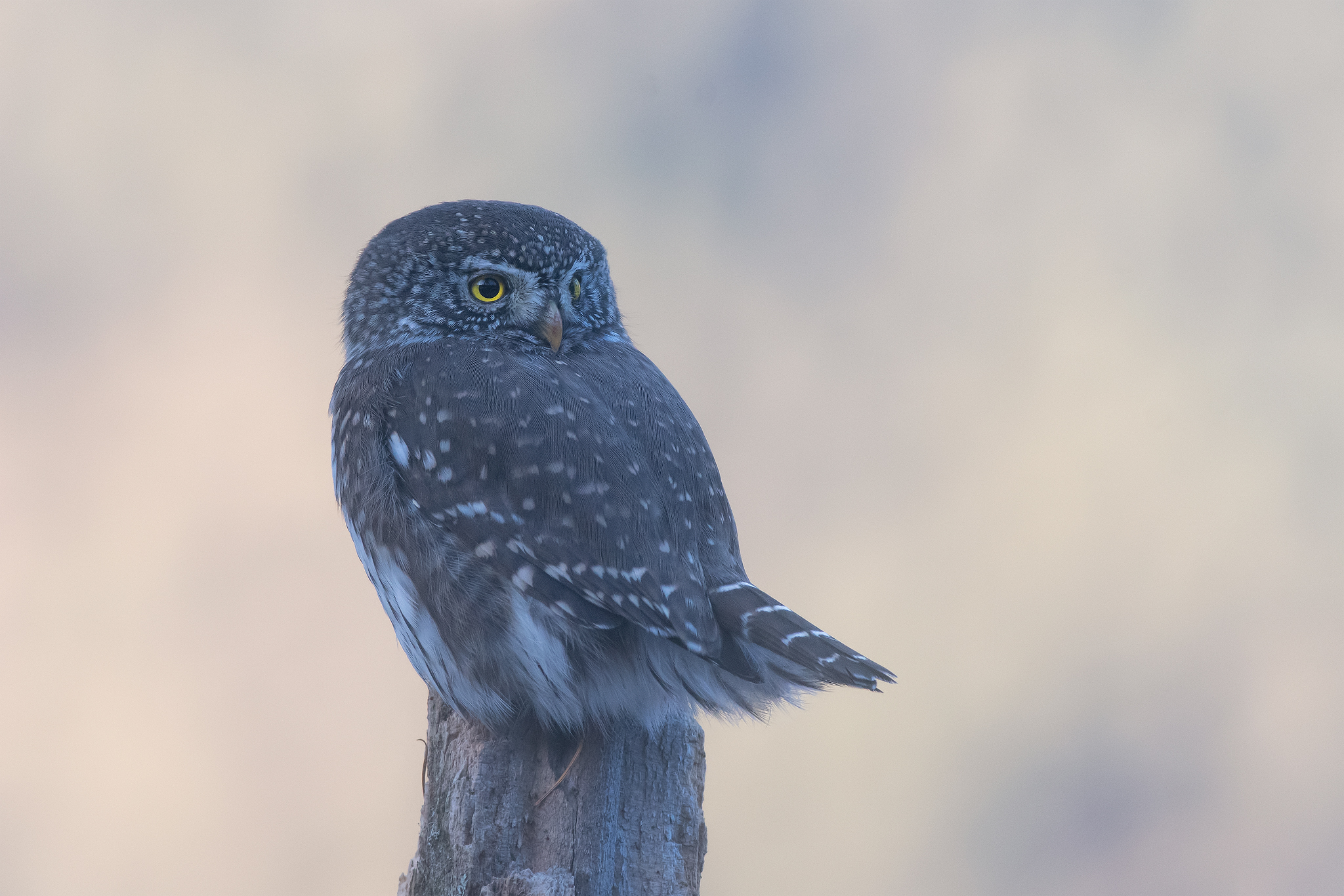 Dwarf Owl