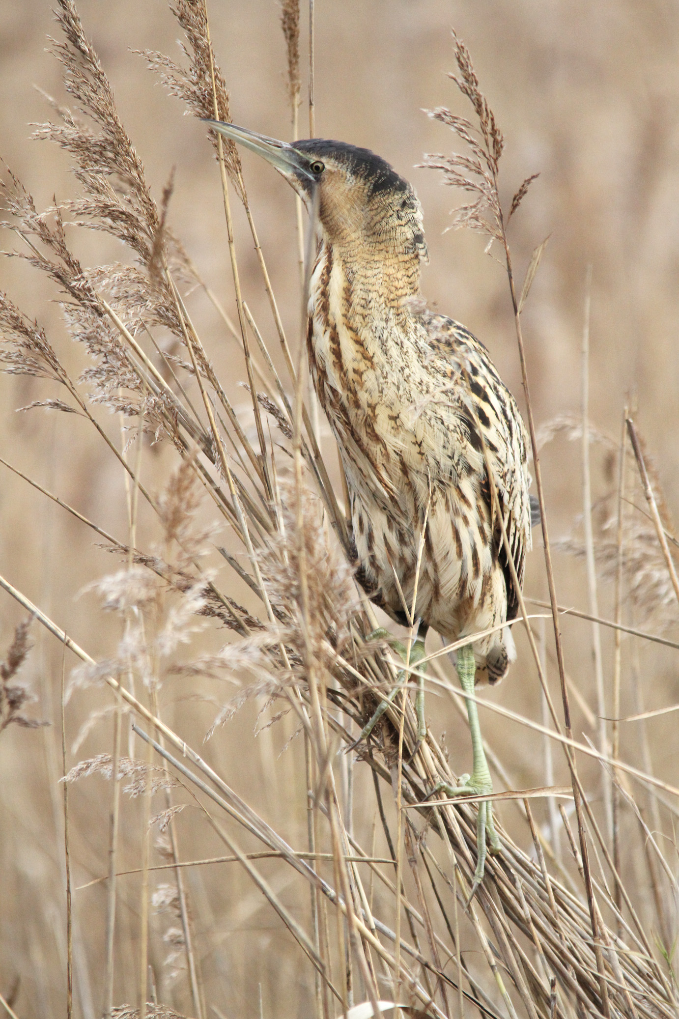 Bittern