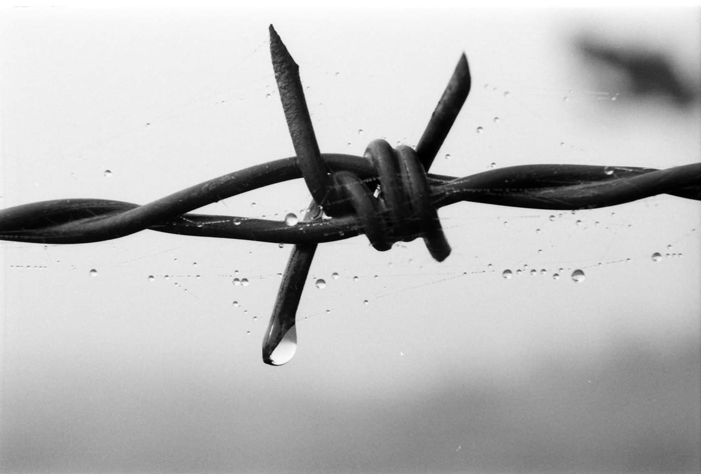 Rugiada su filo spianato