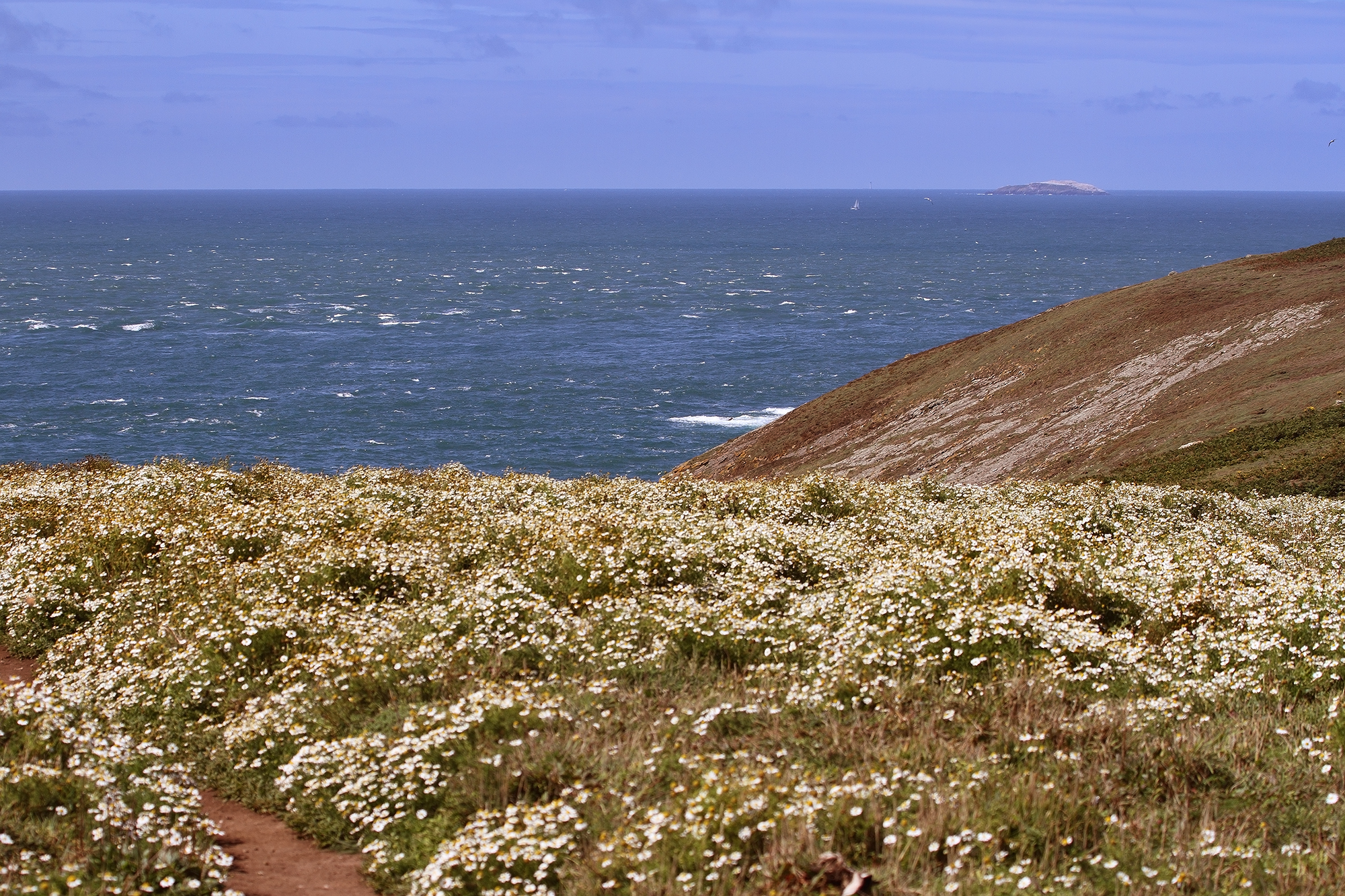 Skomer l'isola degli uccelli