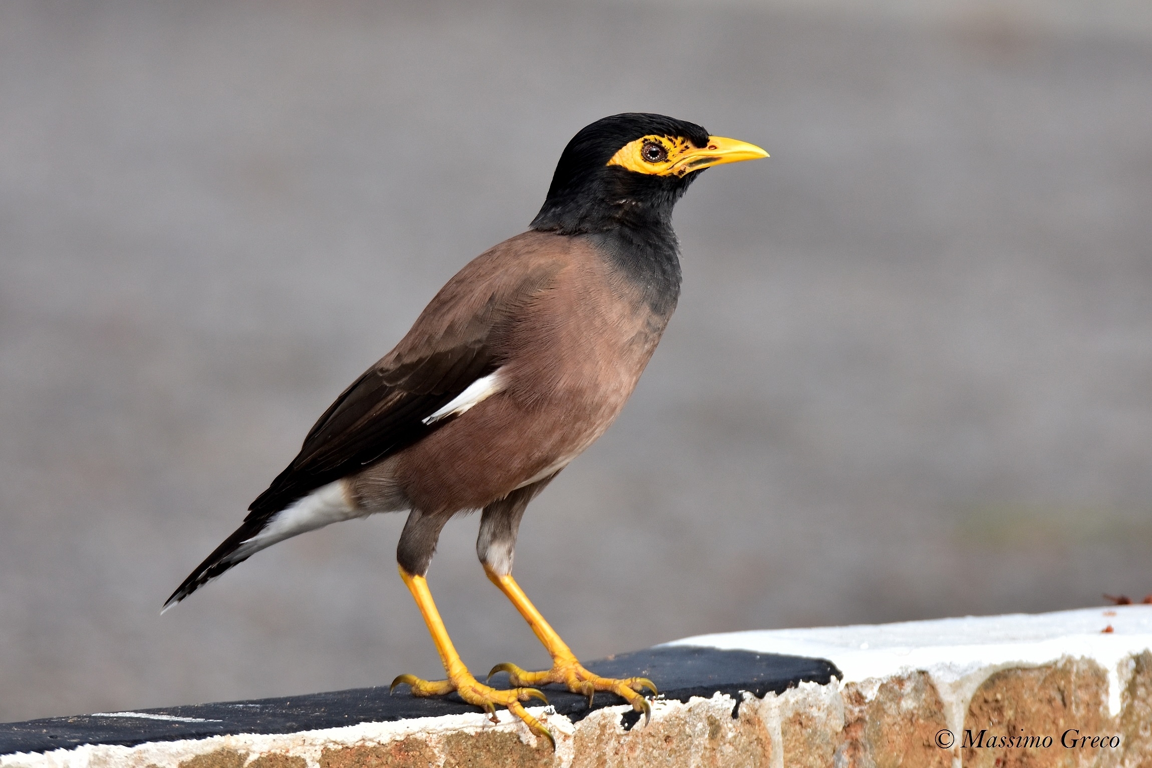 Myna comuna (Acridotheres tristis)