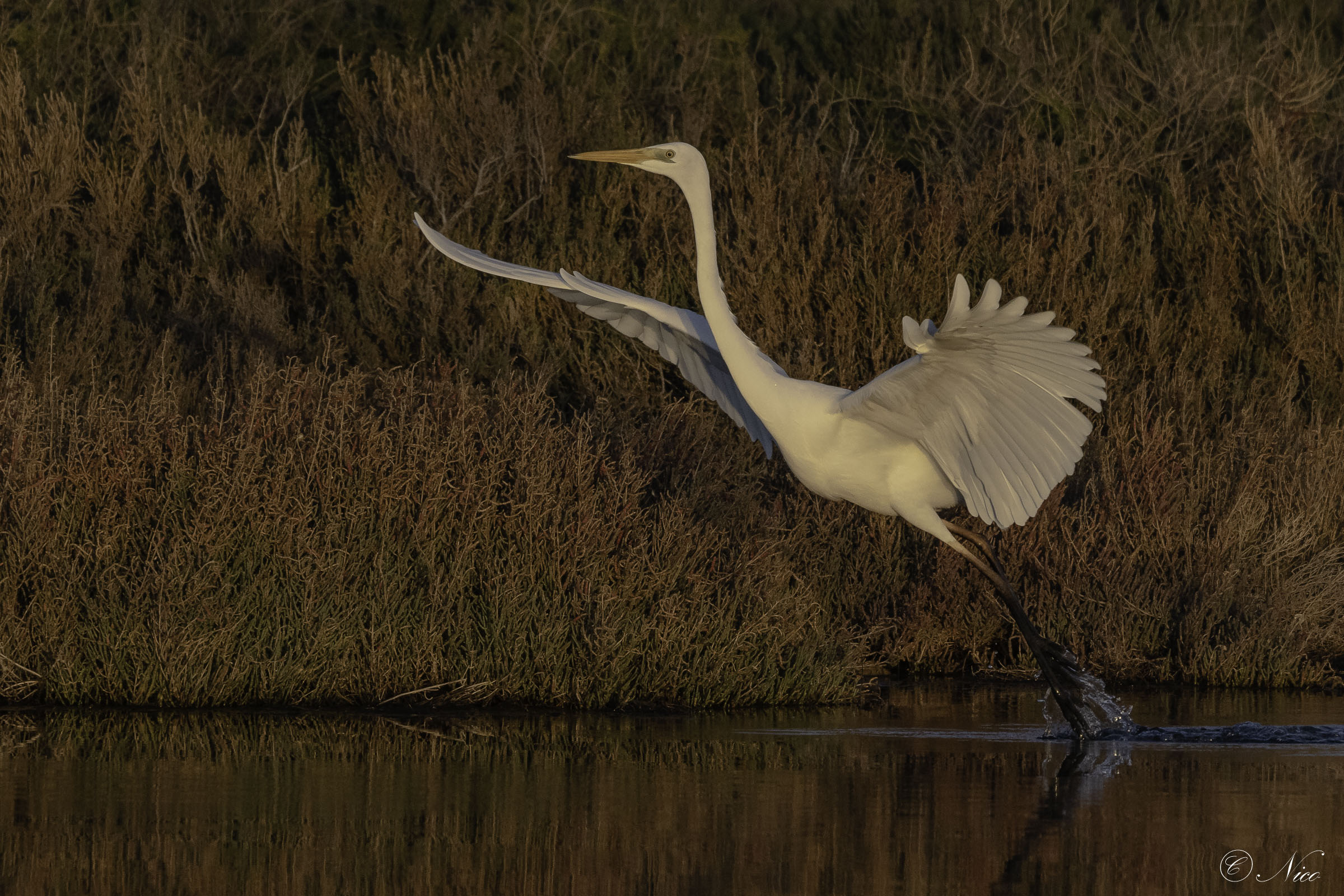 Rises from the waters at sunset