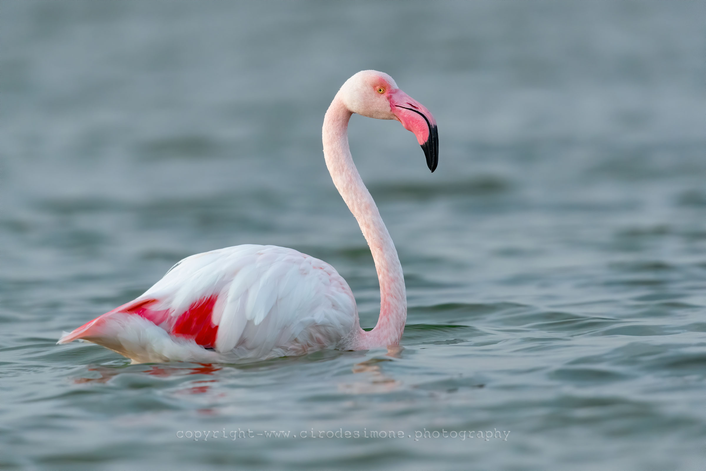 Fenicottero rosa