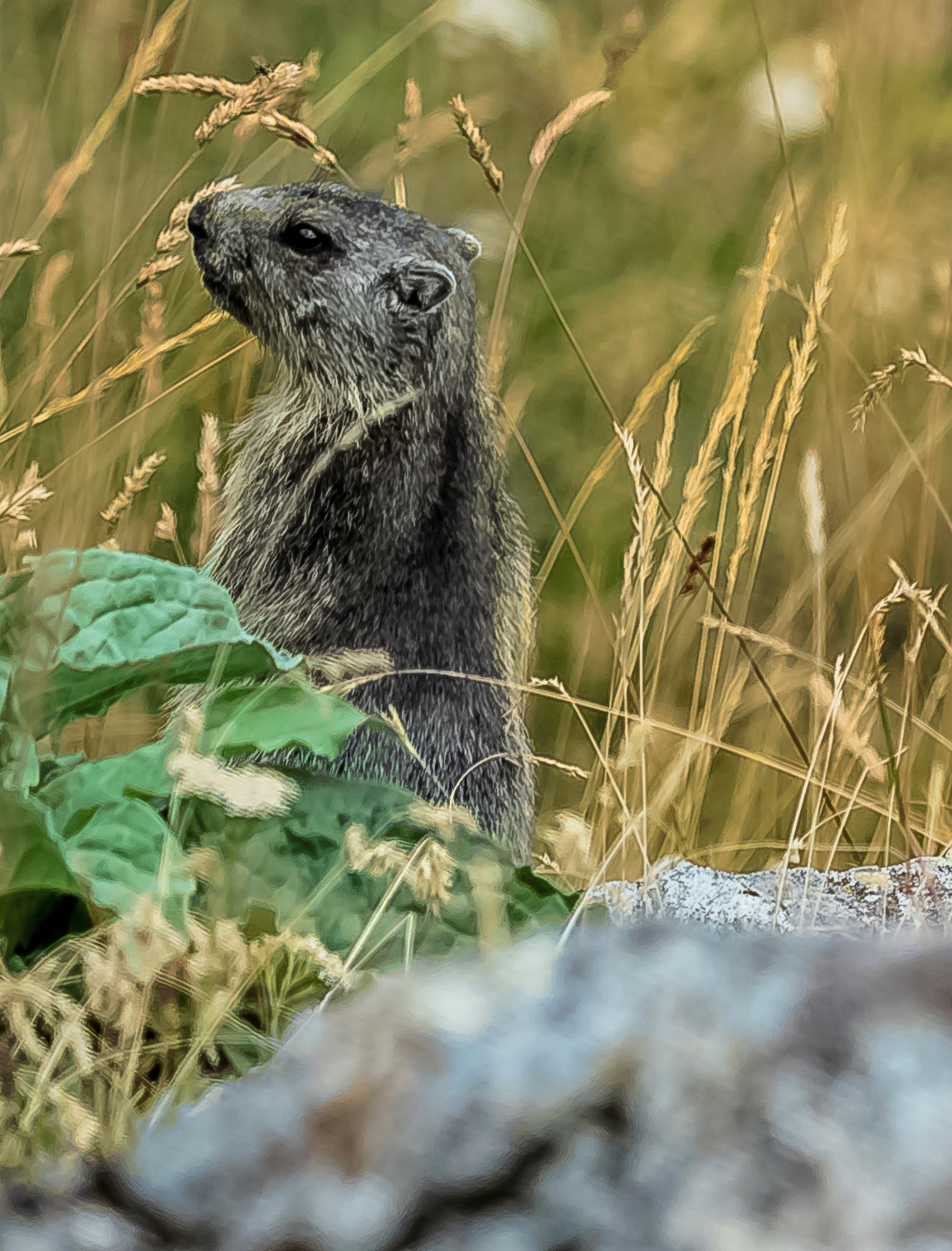 Marmot