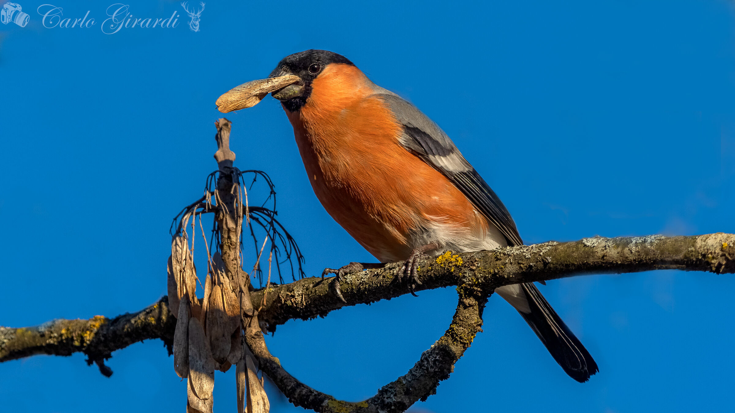 Ciuffolotto Maschio (Ghimpel)