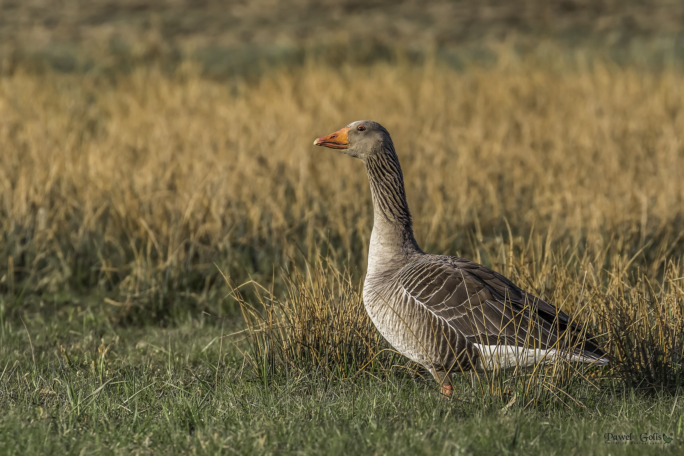 Oca Greylag (Anser anser)