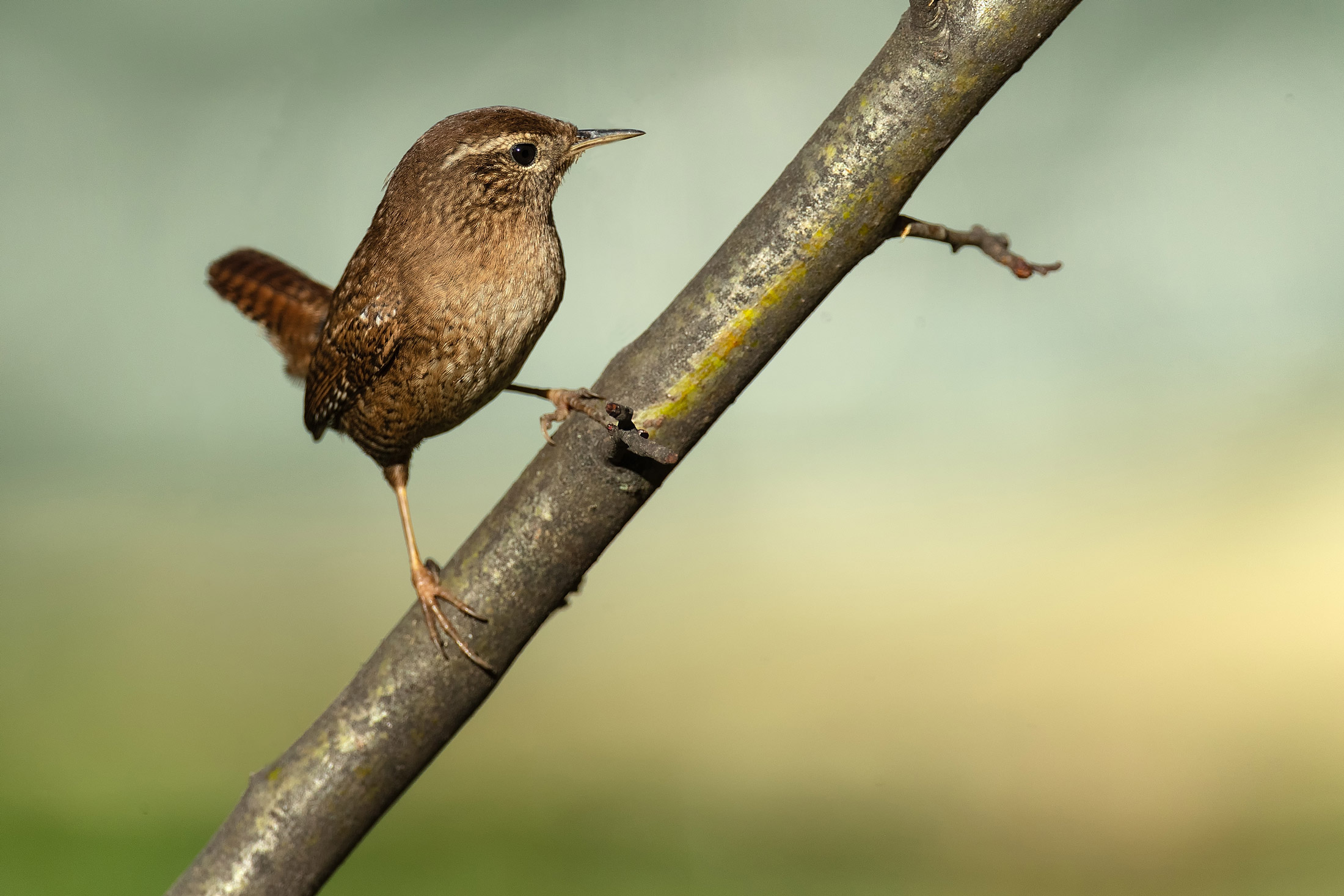 Wren