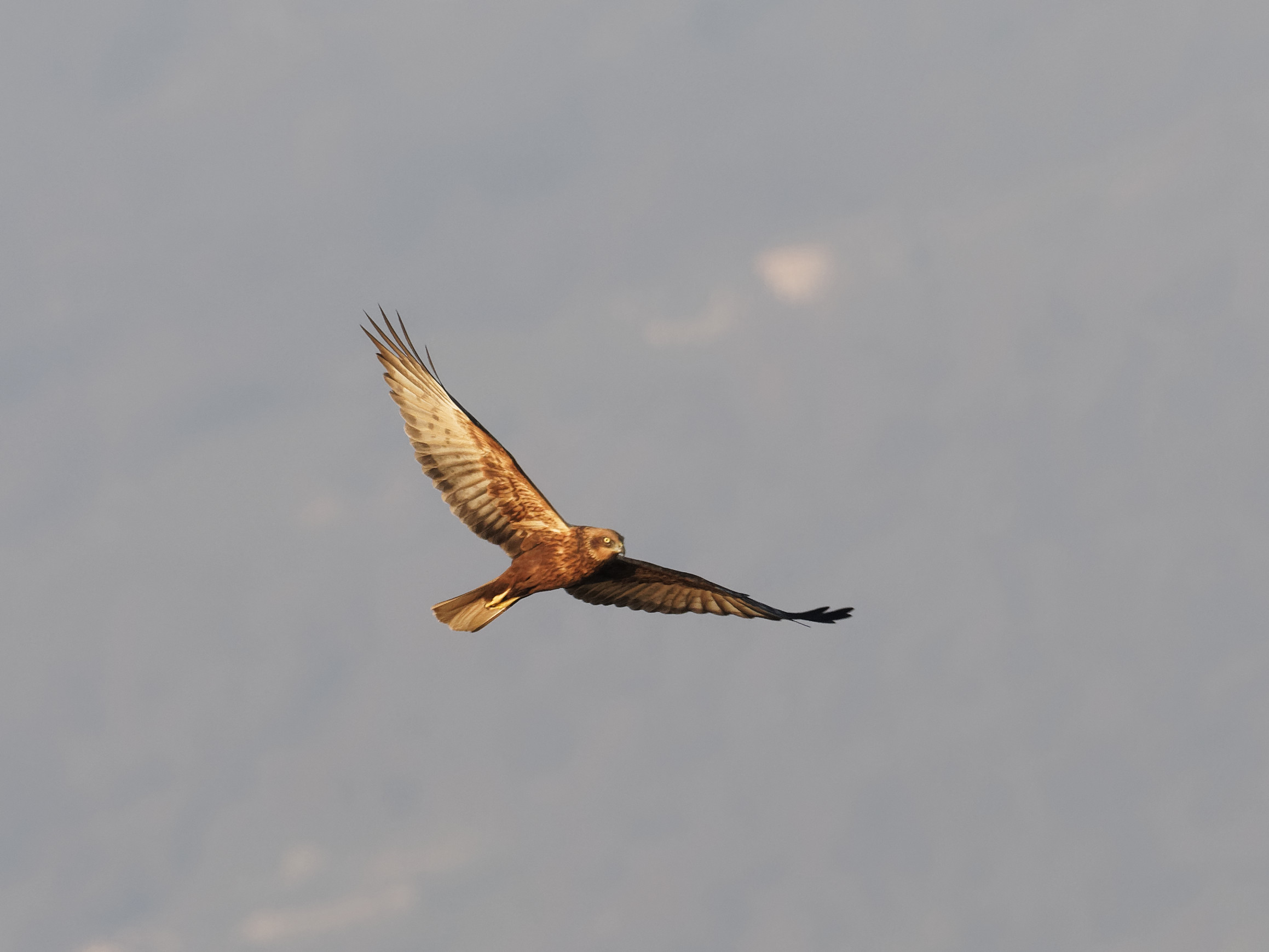 Falco di palude