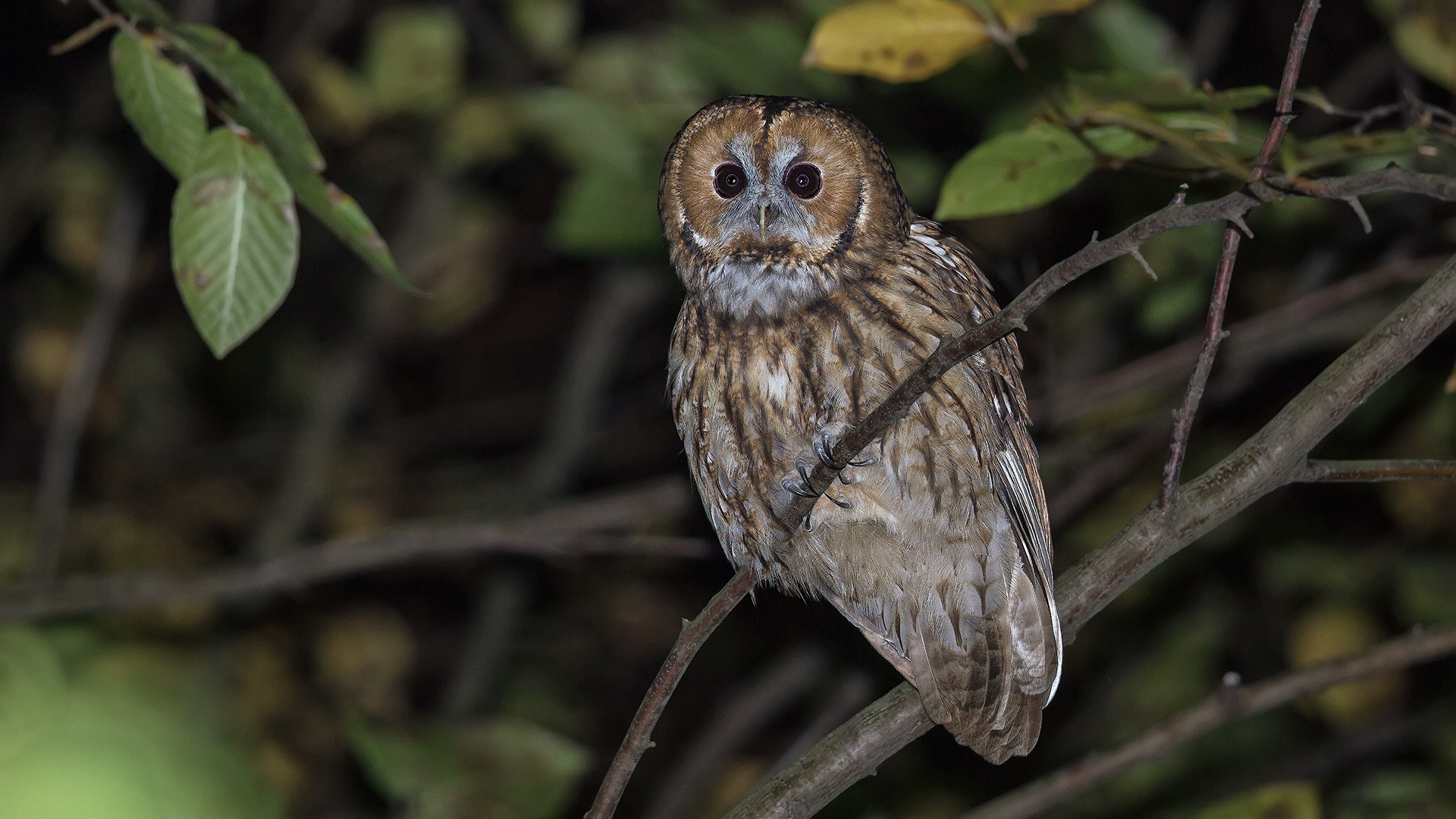 Signore della notte nel bosco II