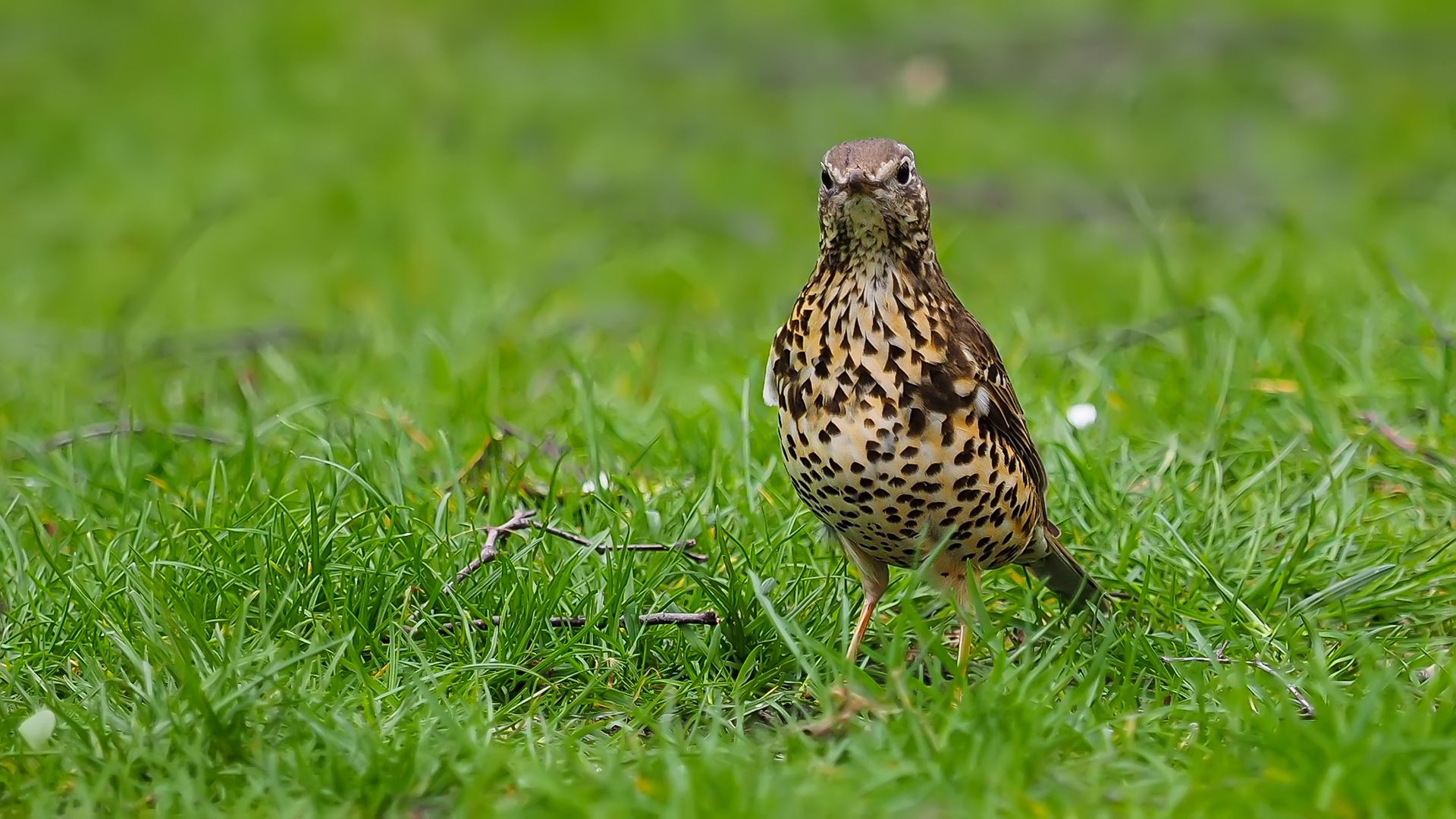 Song Thrush / Turdus philomelos a Londra