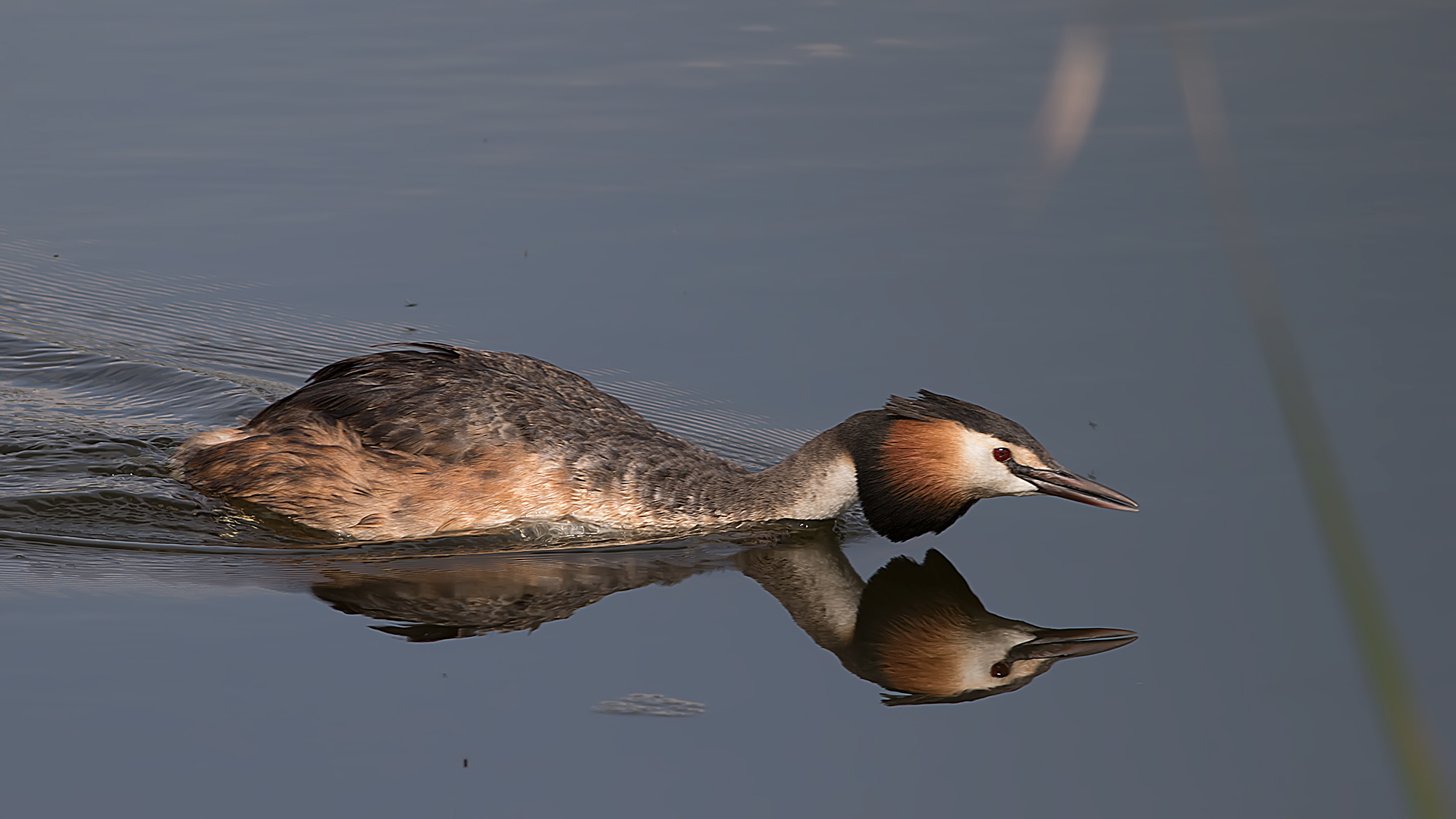 Grande Grebe Crested / Podiceps cristatus