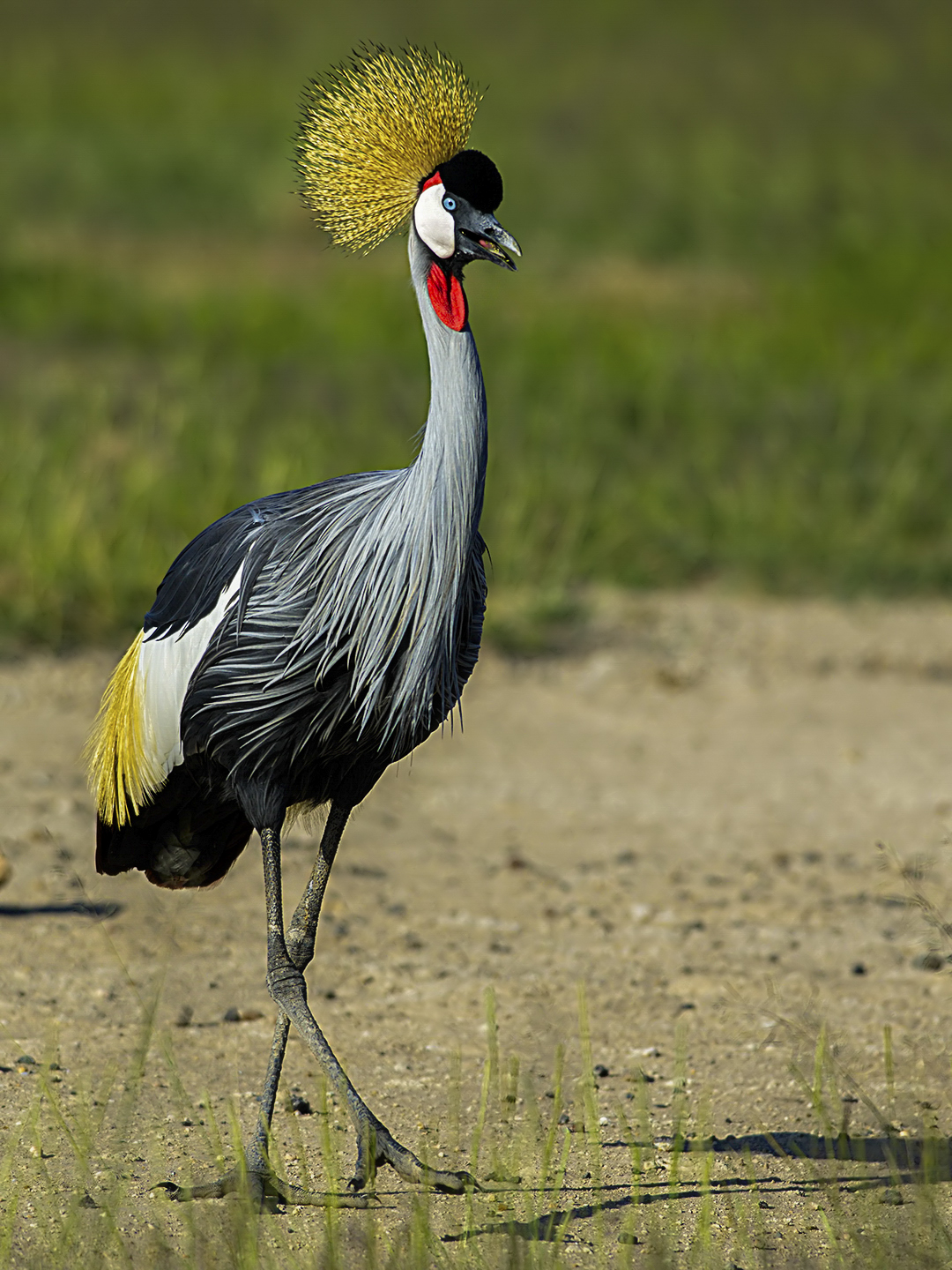 gru coronata (Balearica regulorum)