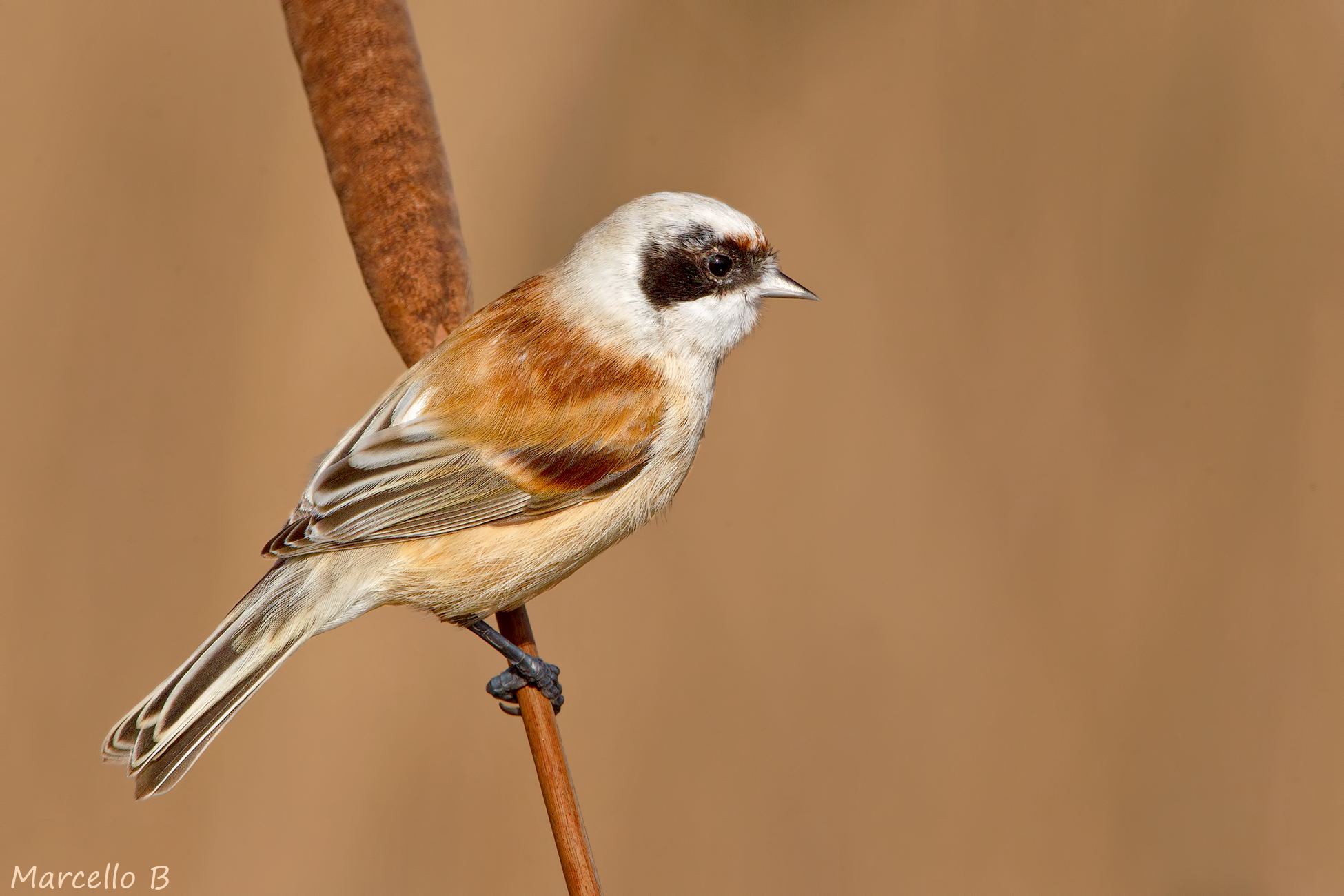 Pendolino - Remiz pendulinus