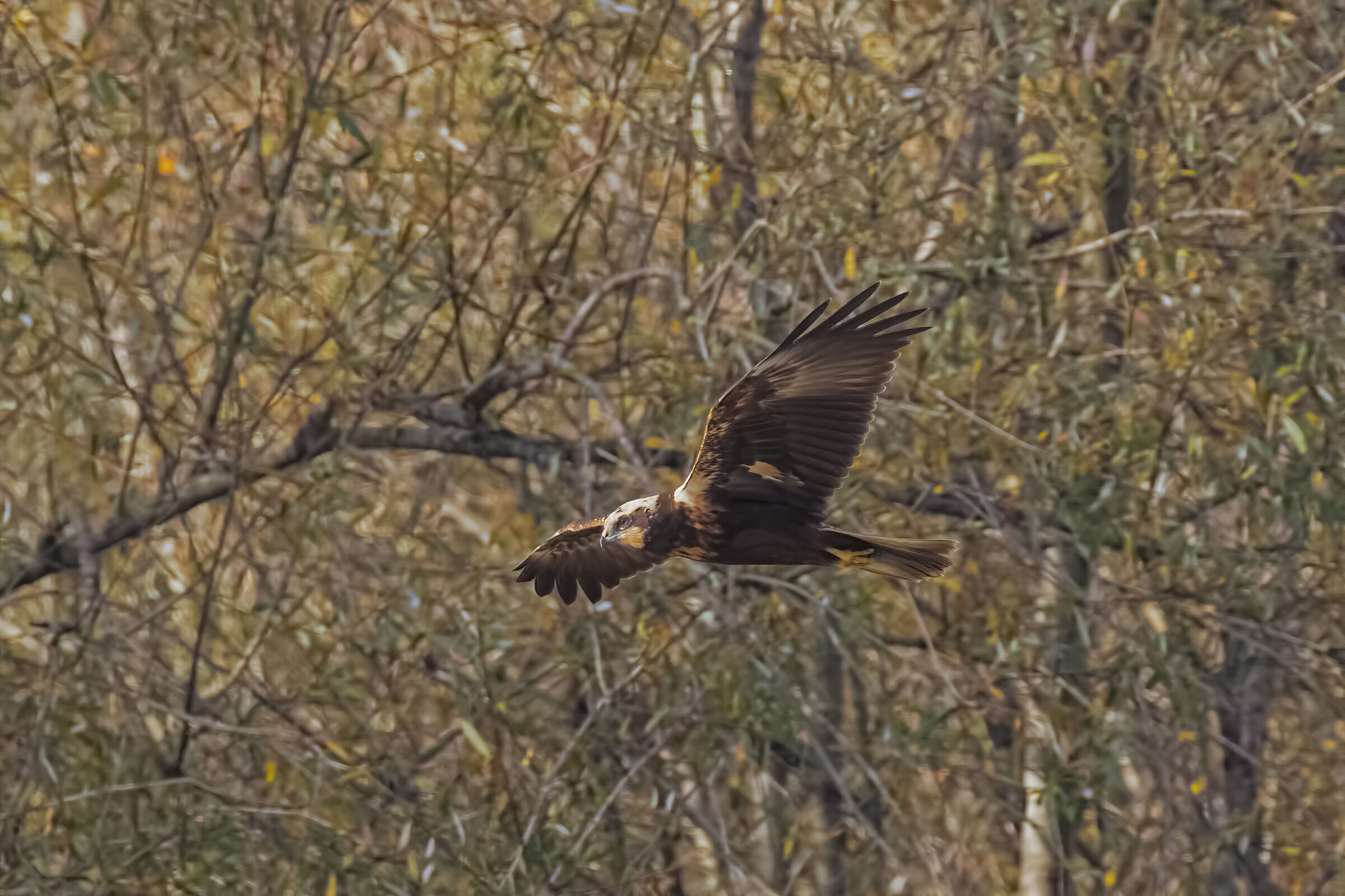 Falco di Palude  in perlustrazione