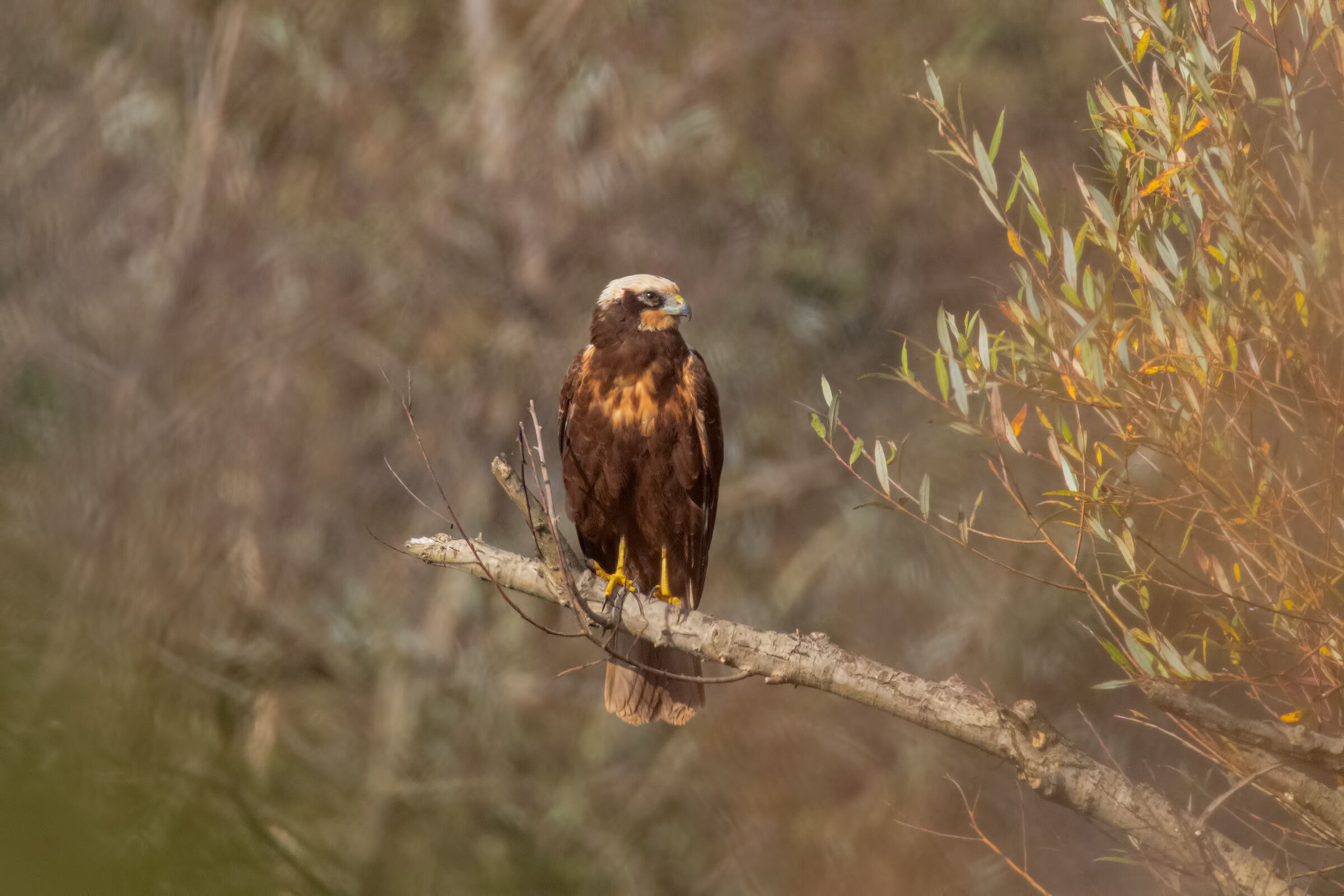Falco di Palude Fra la Boscaia