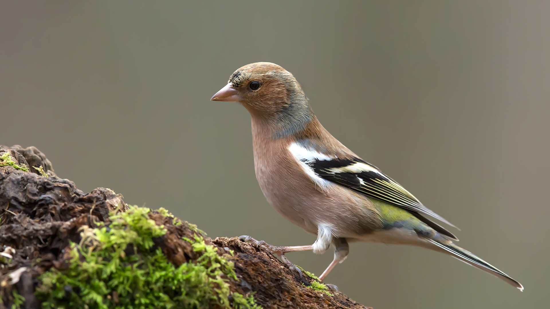 Chaffinch comune / Fringilla coelebs