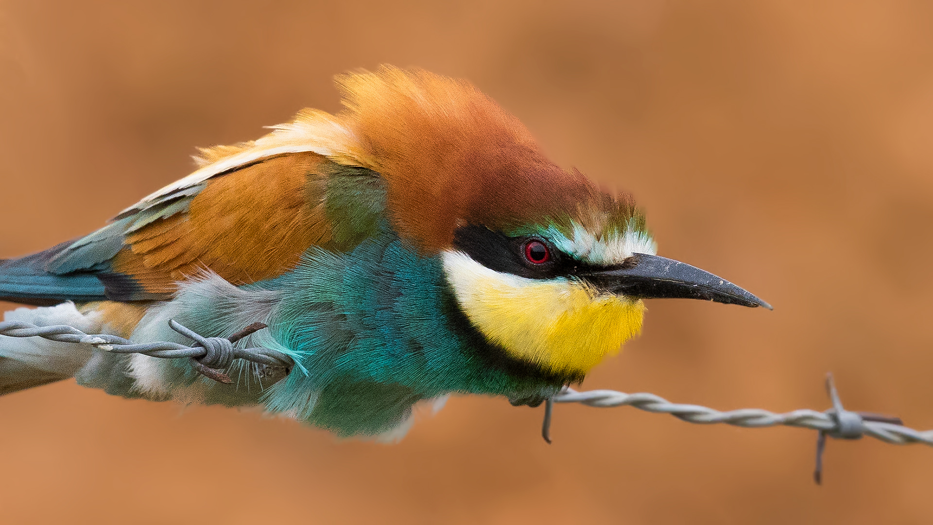 Mangiatore di api europee / apichester Merops