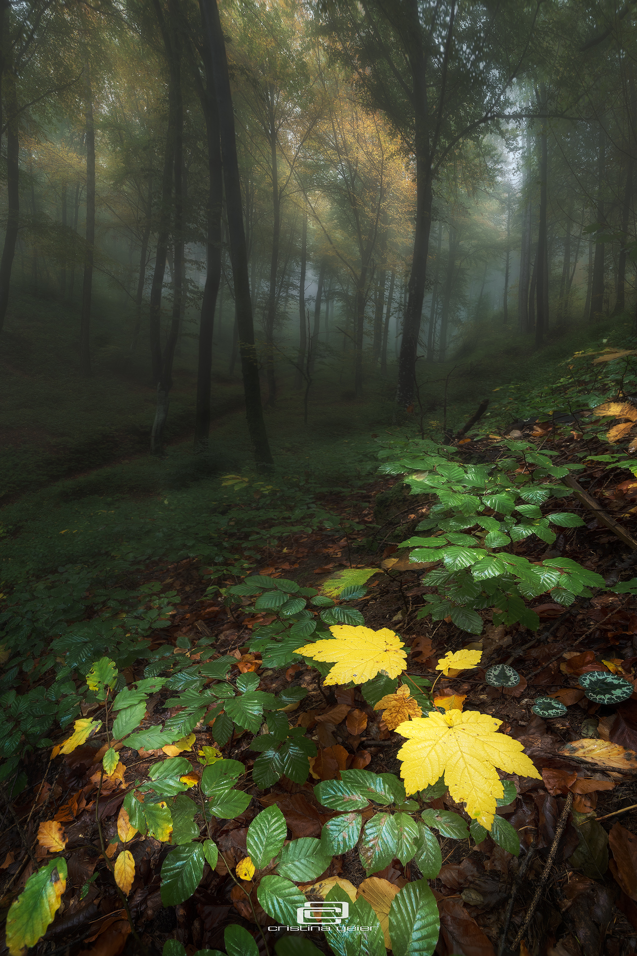 Il bosco in autunno