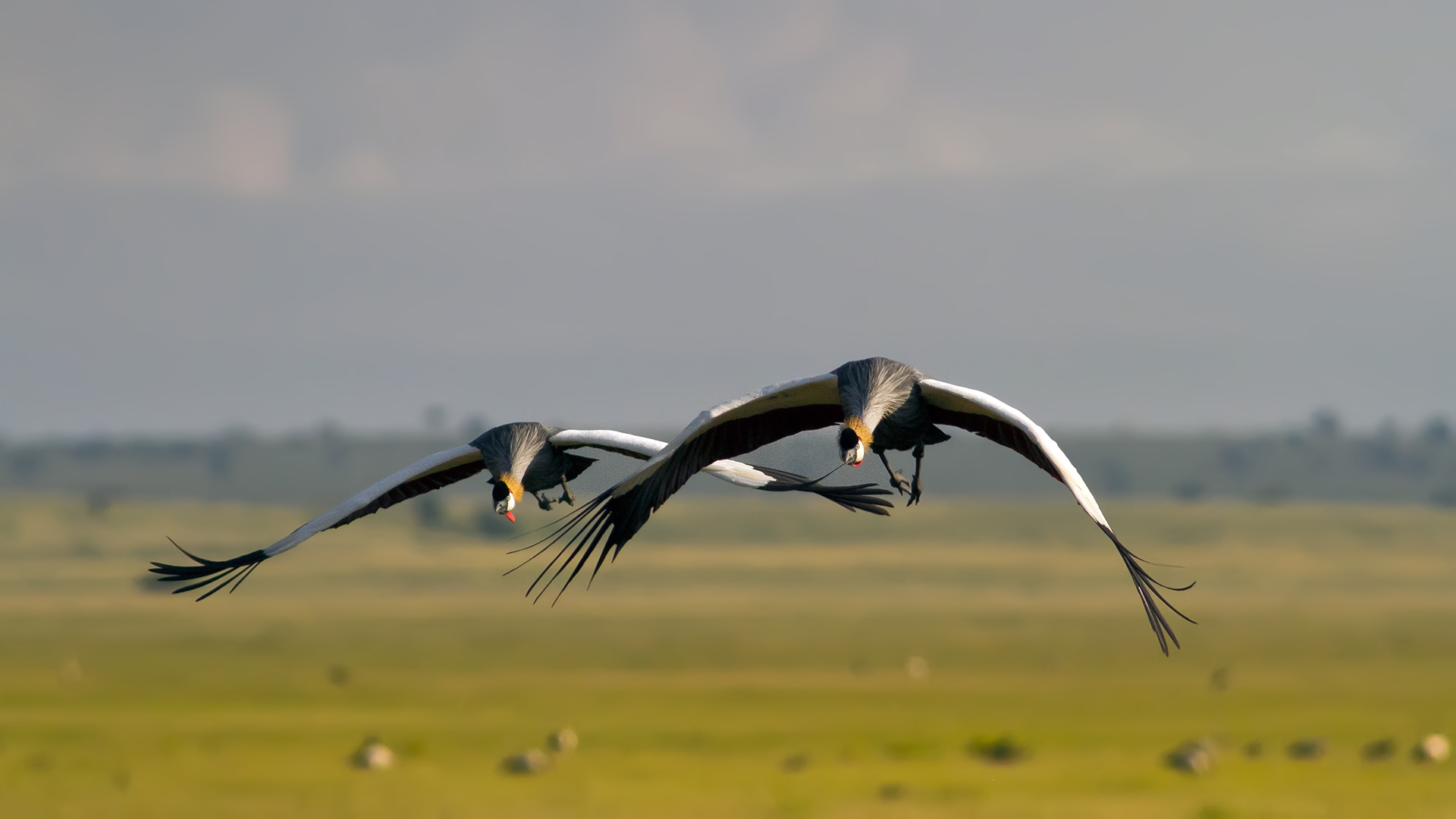 gru coronata (Balearica regulorum)