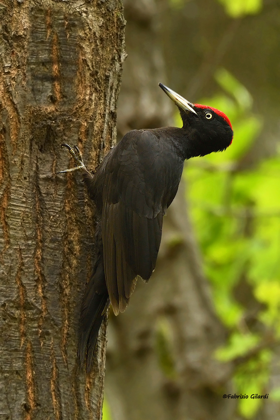 Dryocopus martius