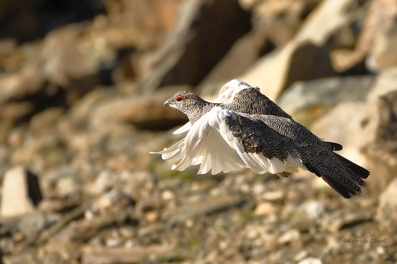 Mute Lagopus (White Partridge m.)