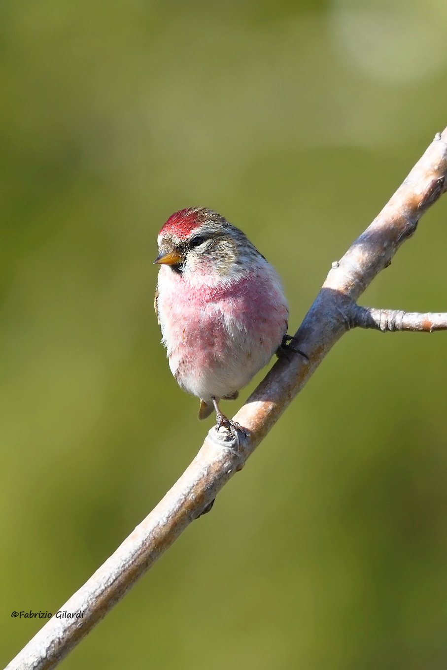 Carduelis flammea (Organetto m.)