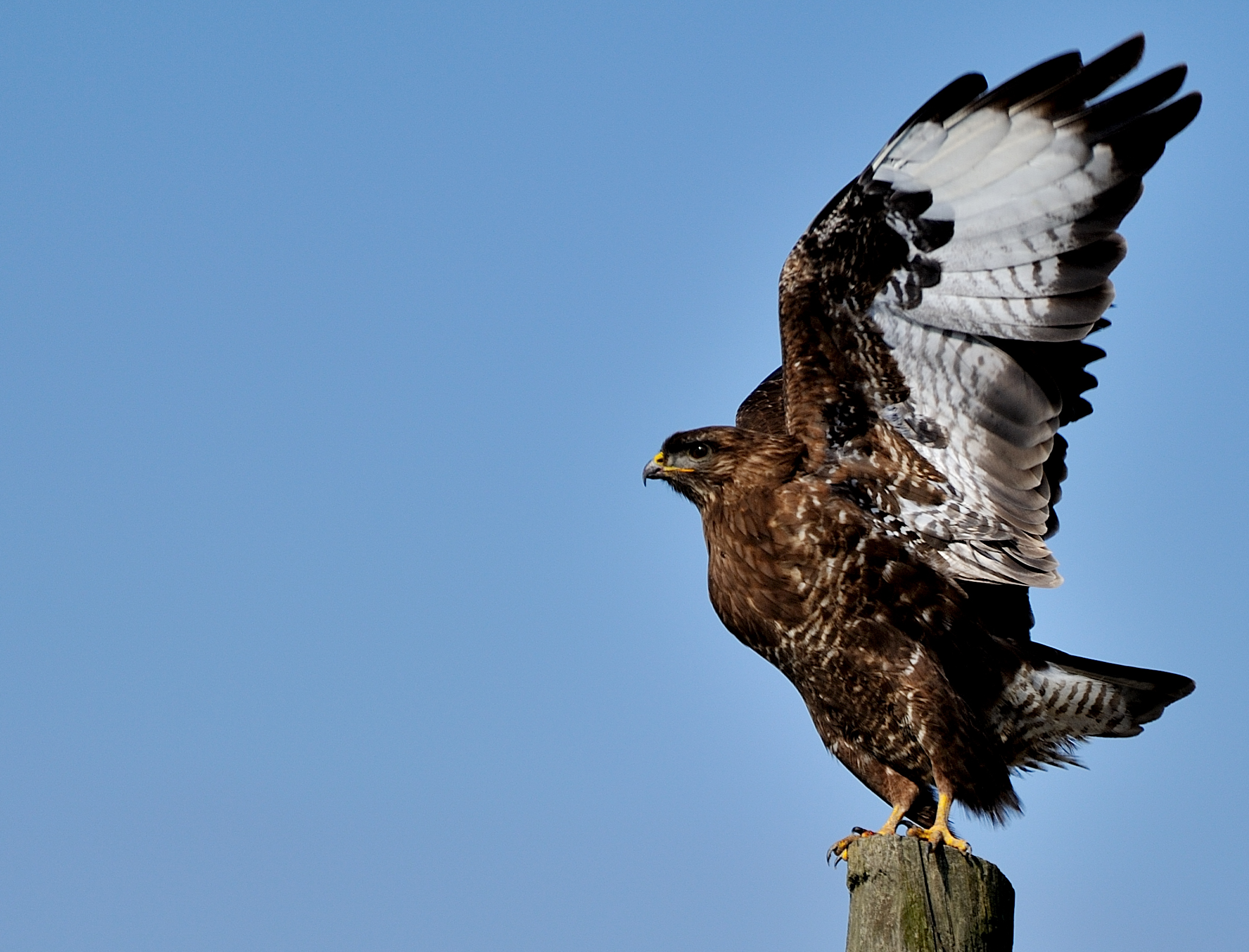 Common buzzard