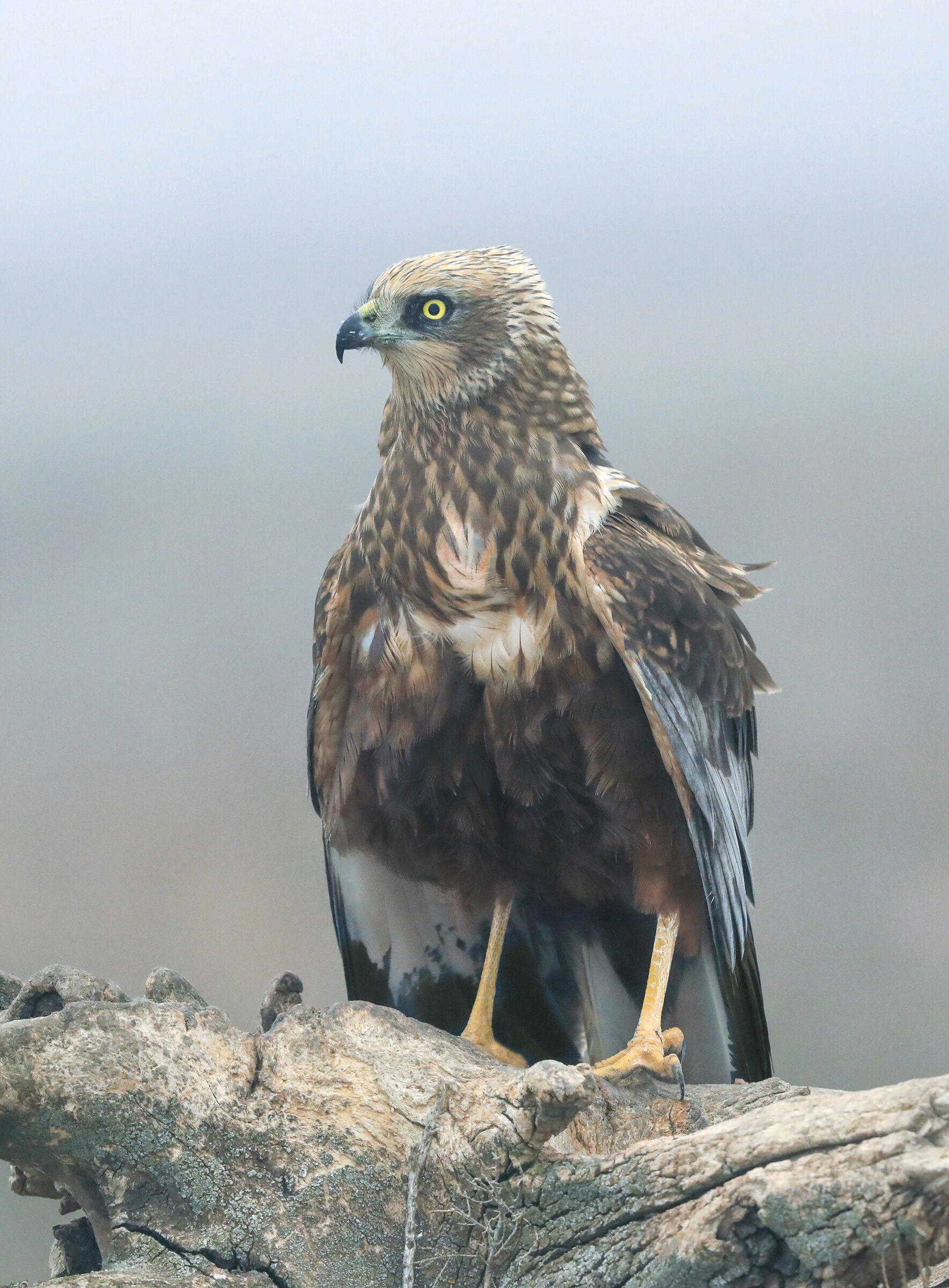falco di palude maschio nella nebbia