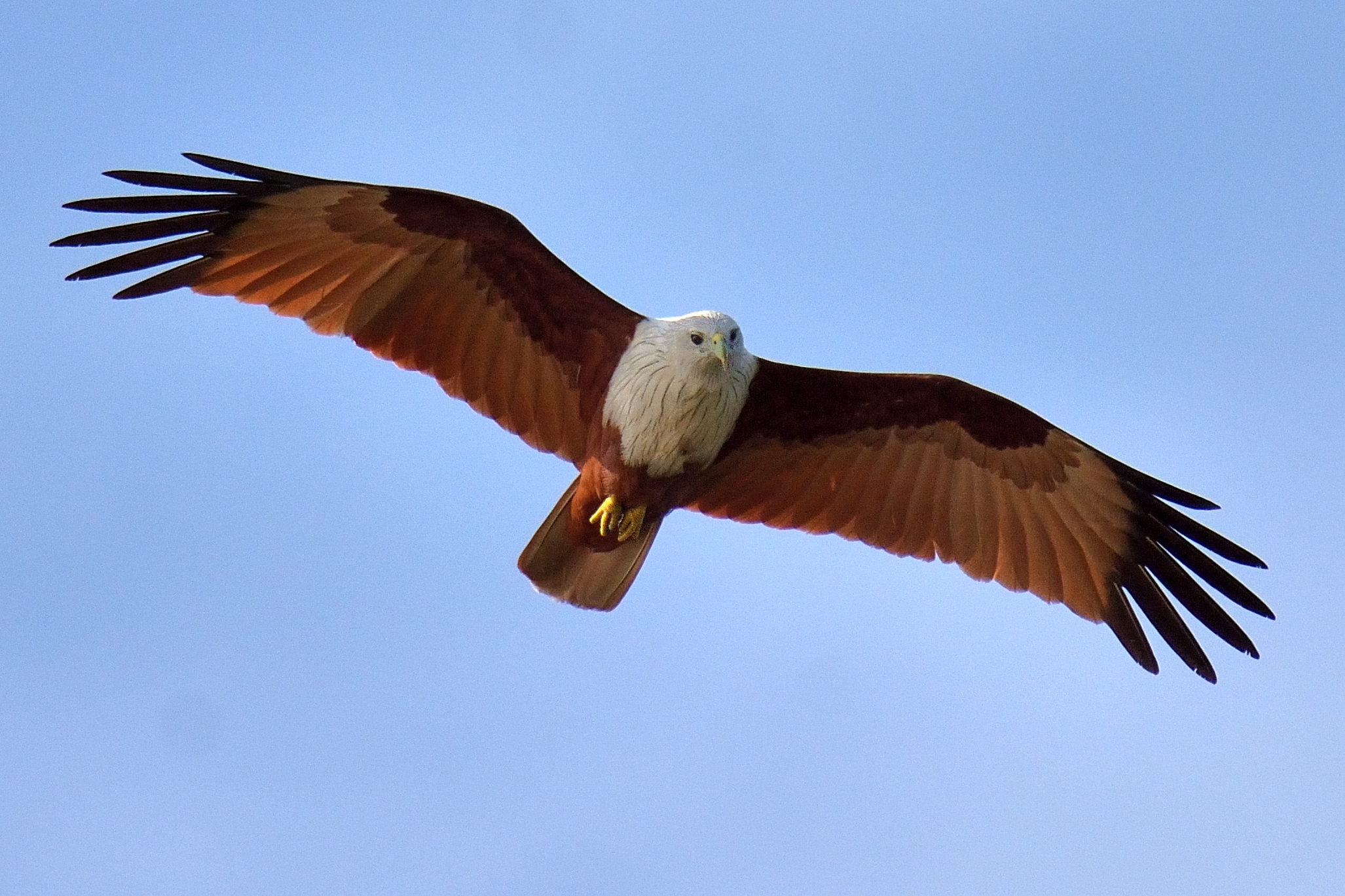 NIBBIO BRAMINO Haliastur indus