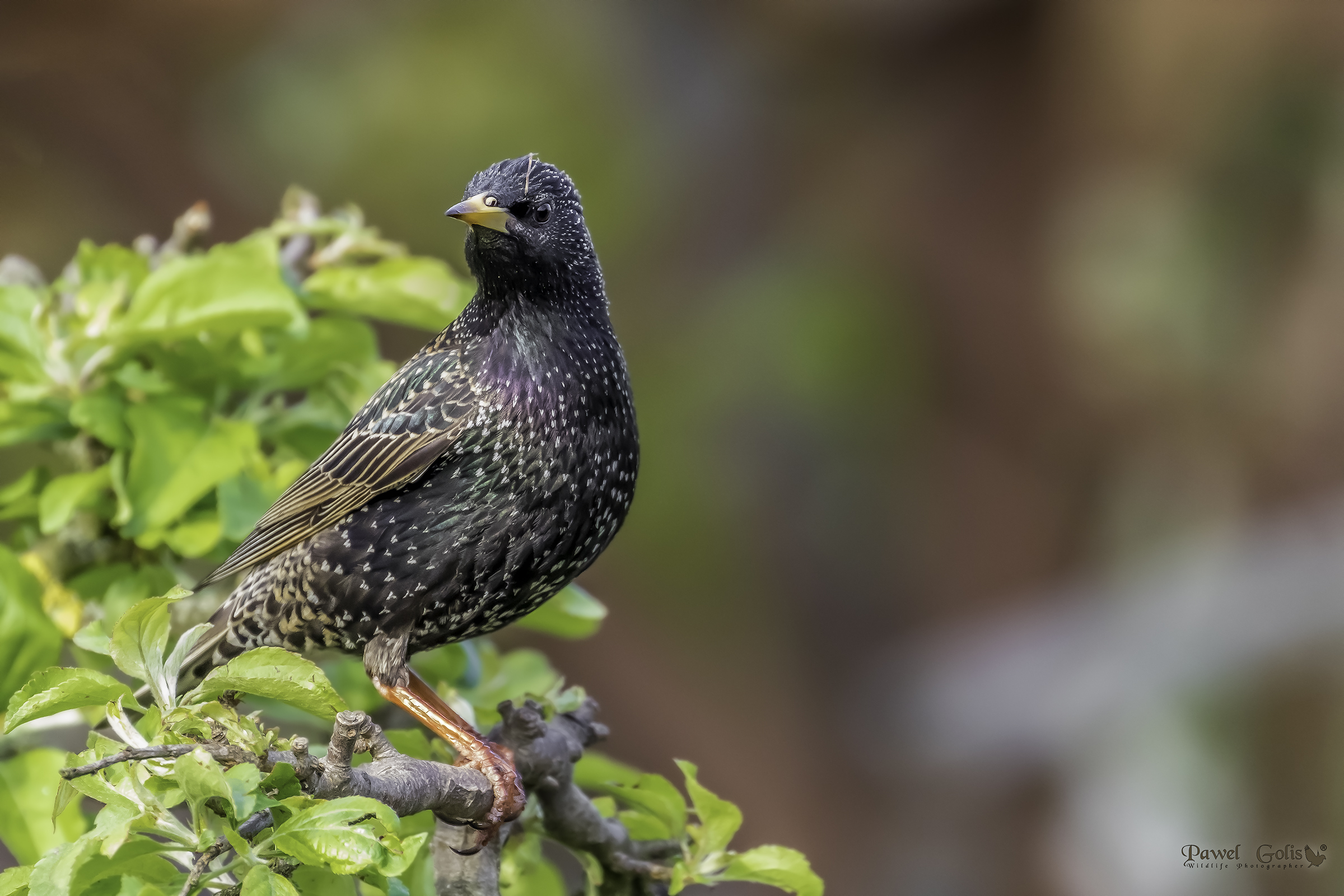Sturnus vulgaris (Sturnus vulgaris)