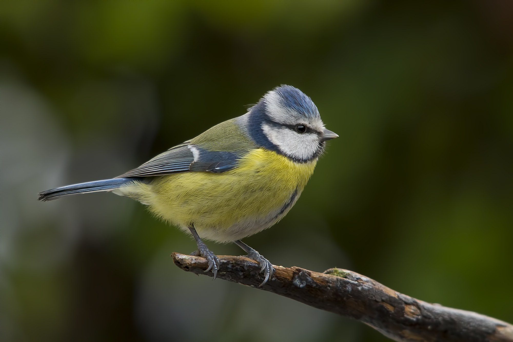 Ultima cinciarella 2013