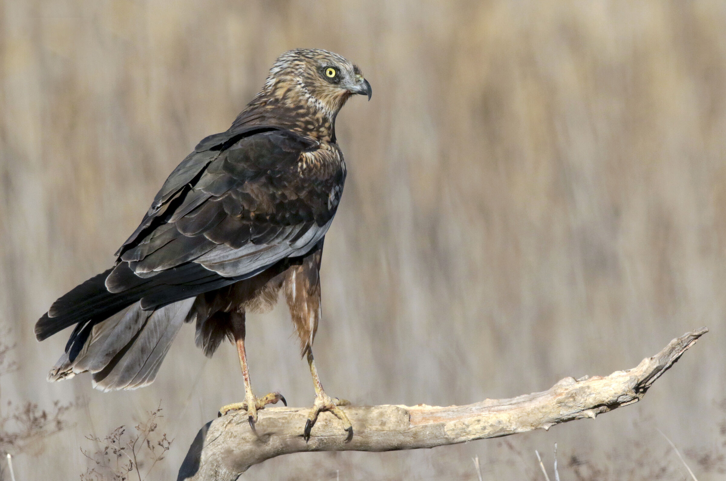 falco di palude maschio 2