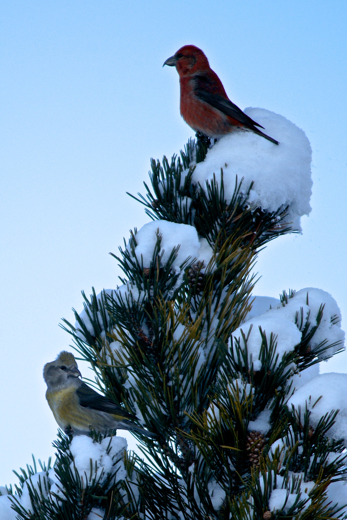 Cruises male and female