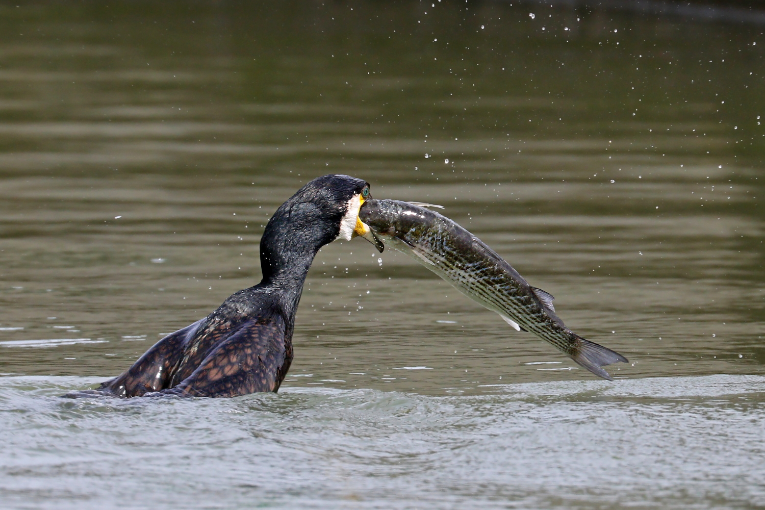 Lo spuntino del cormorano