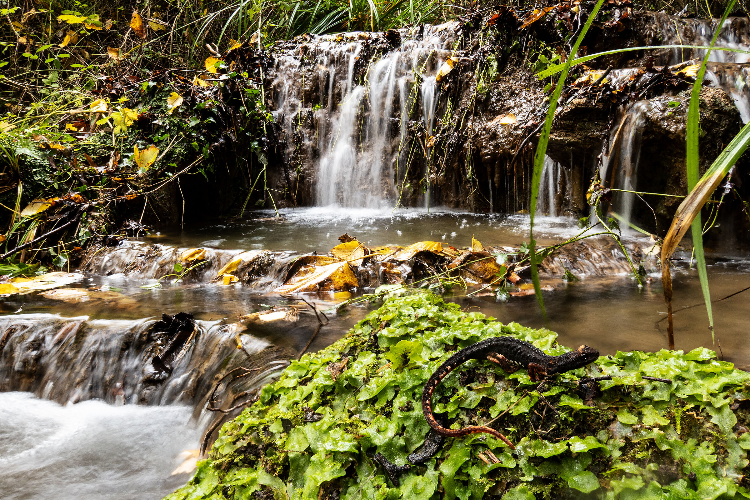 Salamandrina perspicillata