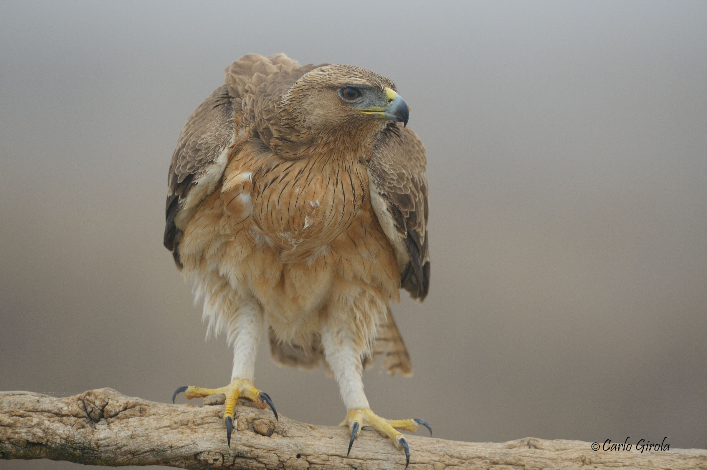 Aquila di Bonelli (Aquila fasciata)