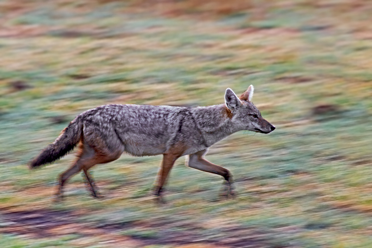 Space between the colors