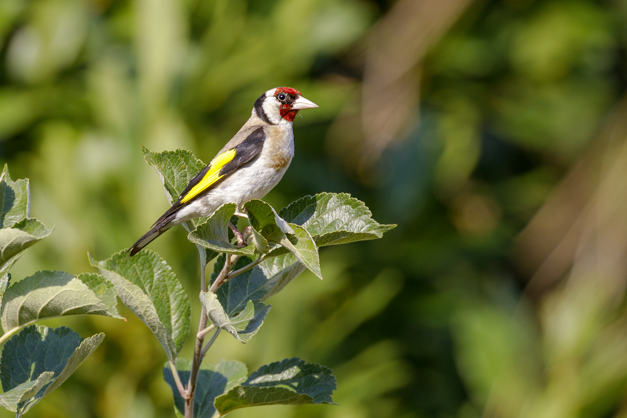 Cardellino